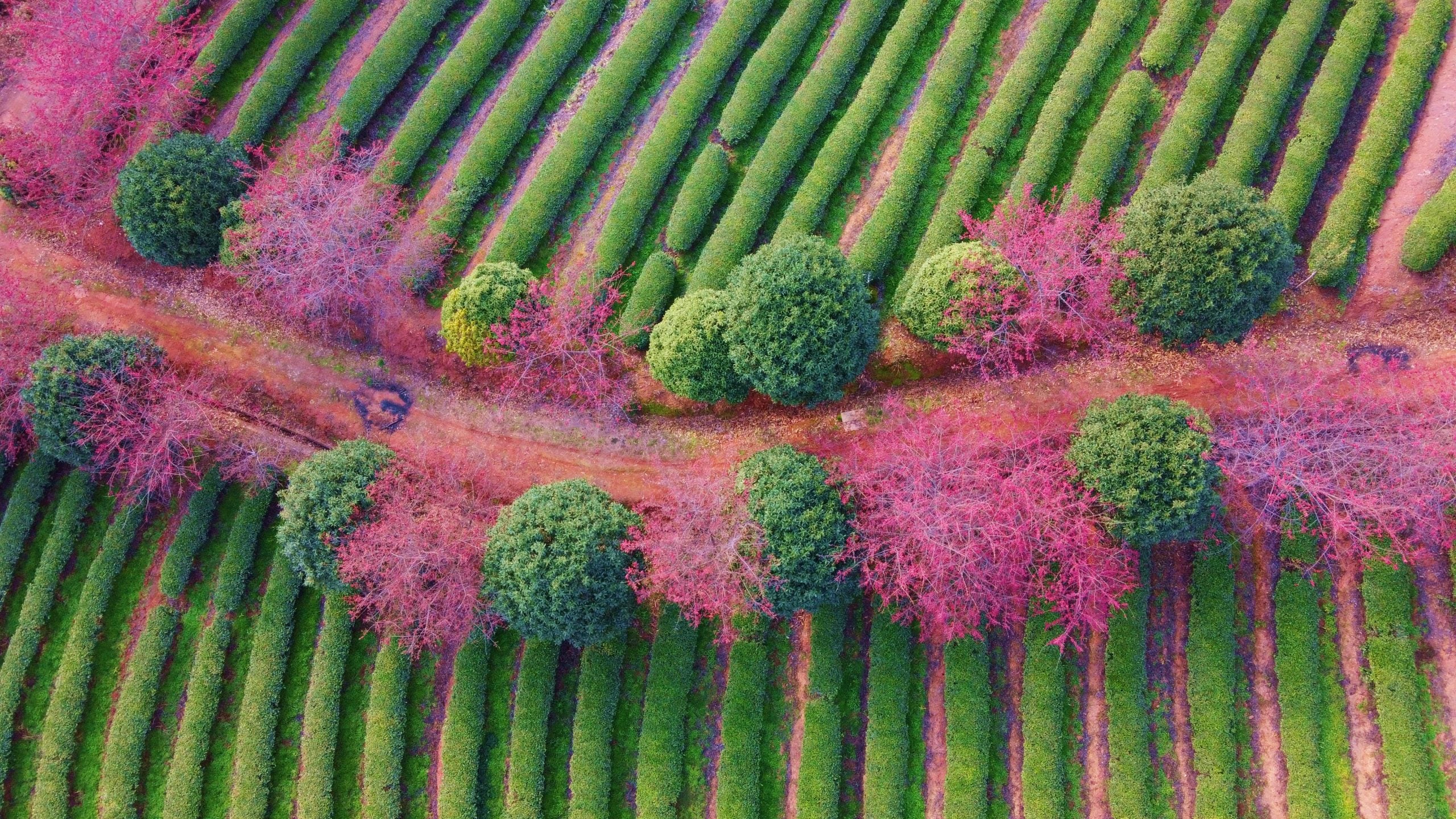 3月春暖花开 花海丛中赏花去