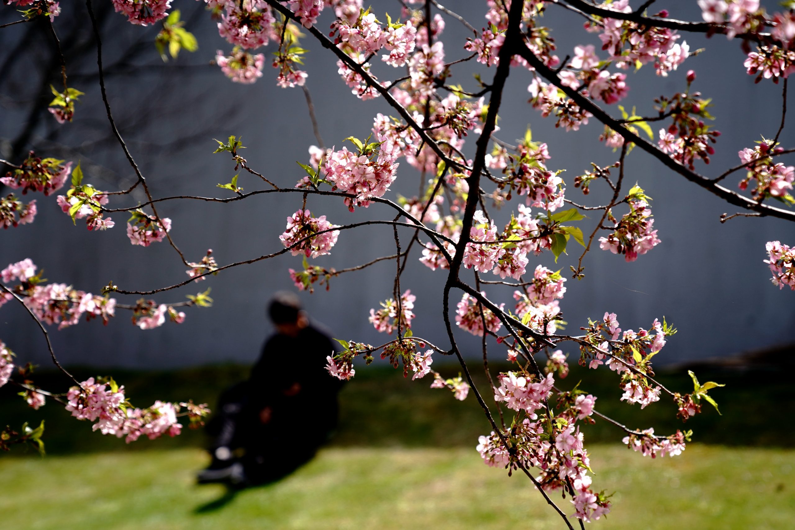 3月春暖花开 花海丛中赏花去