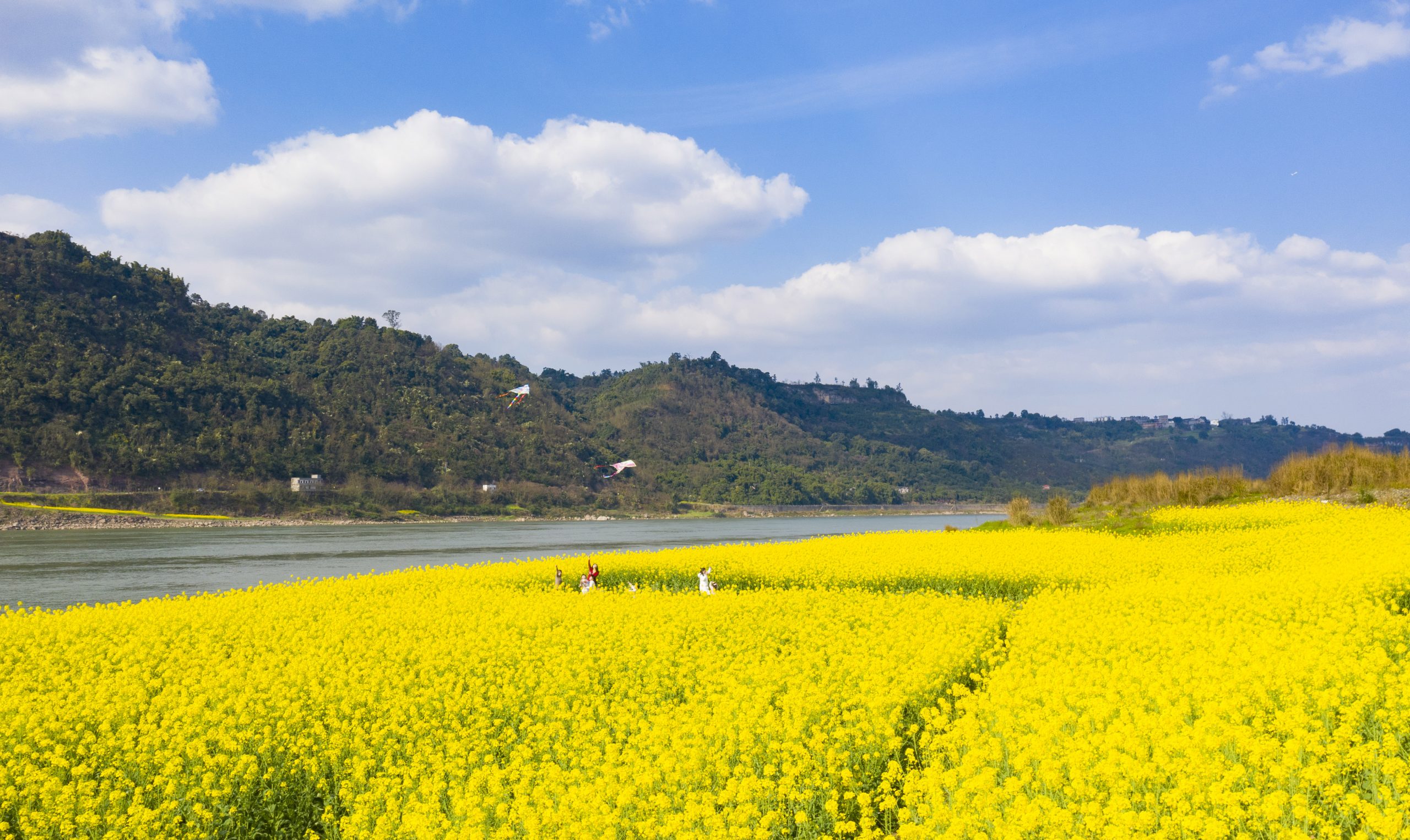 3月春暖花开 花海丛中赏花去