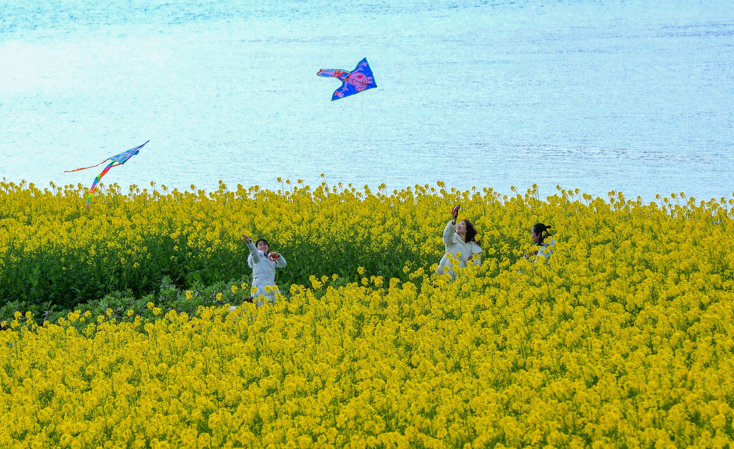 3月春暖花开 花海丛中赏花去