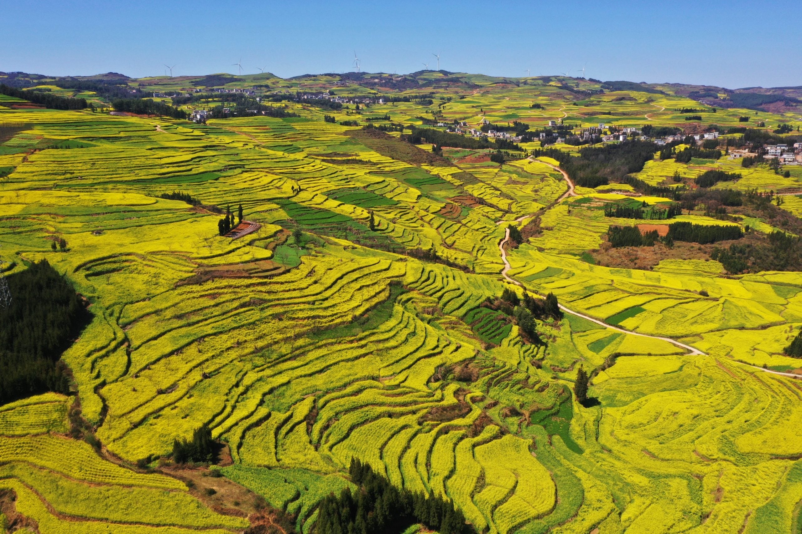 3月春暖花开 花海丛中赏花去
