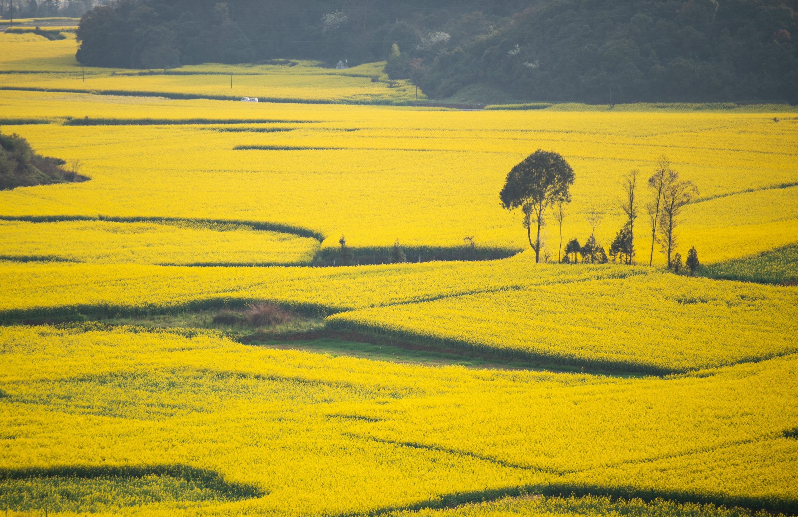 3月春暖花开 花海丛中赏花去