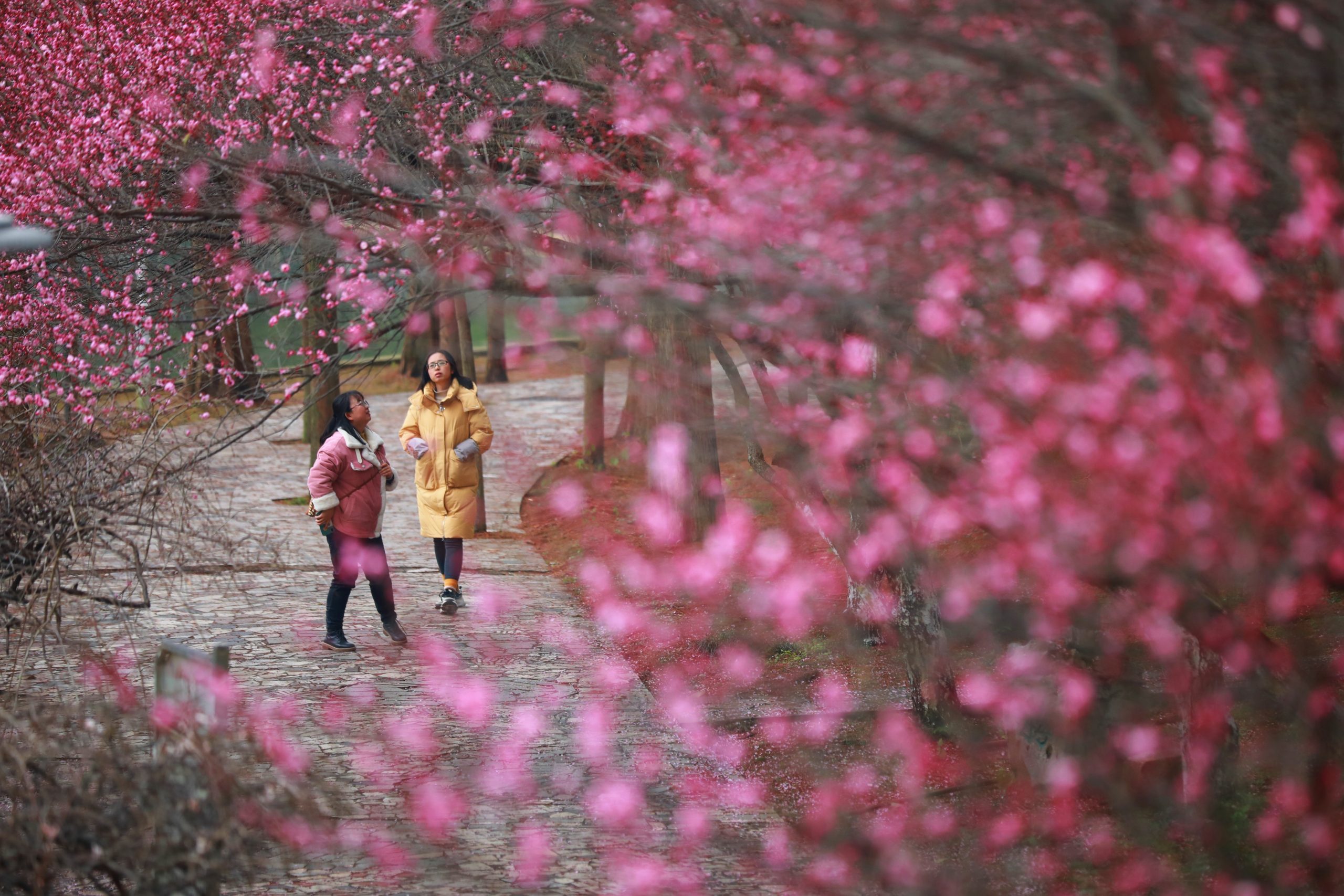 3月春暖花开 花海丛中赏花去