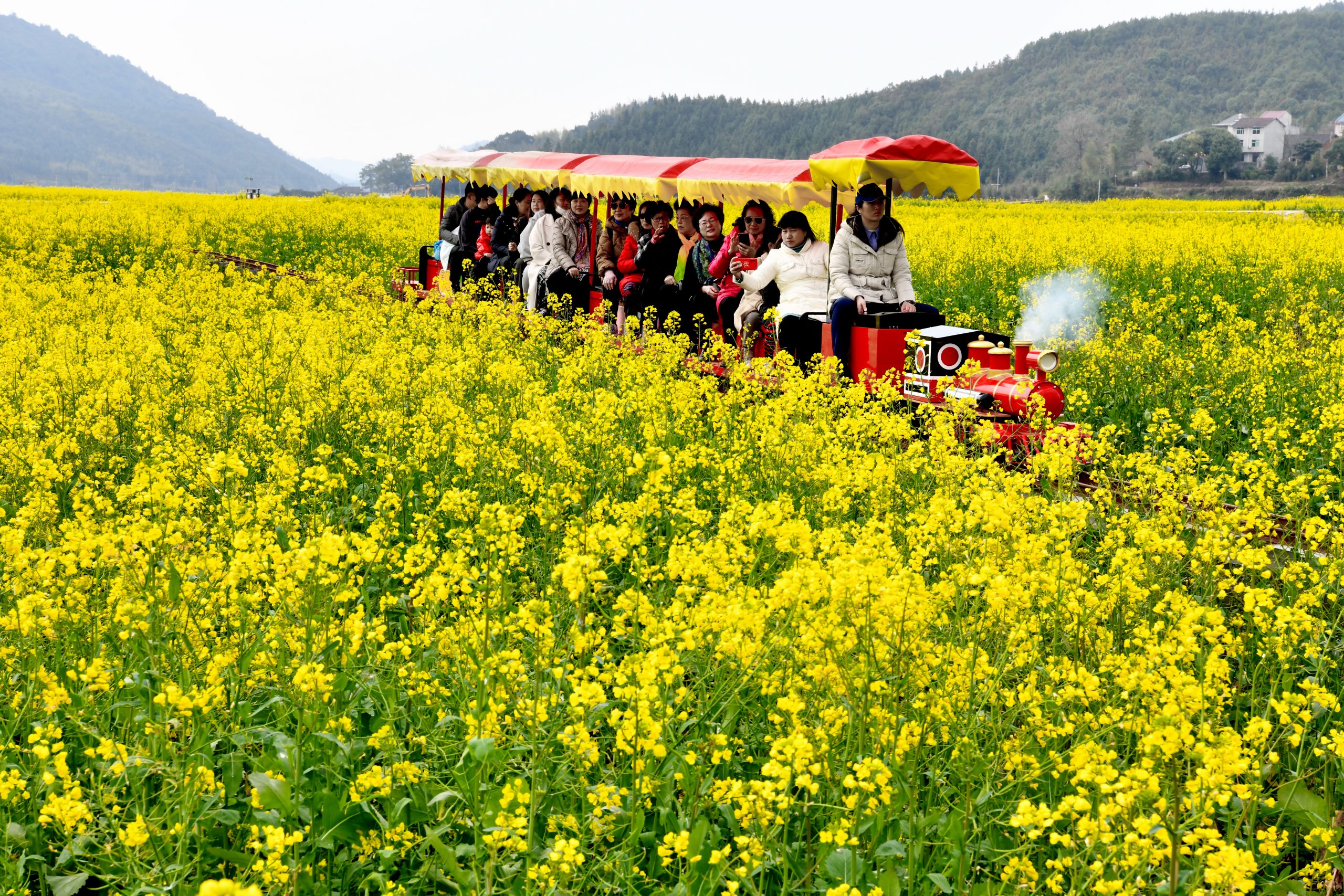 3月春暖花开 花海丛中赏花去