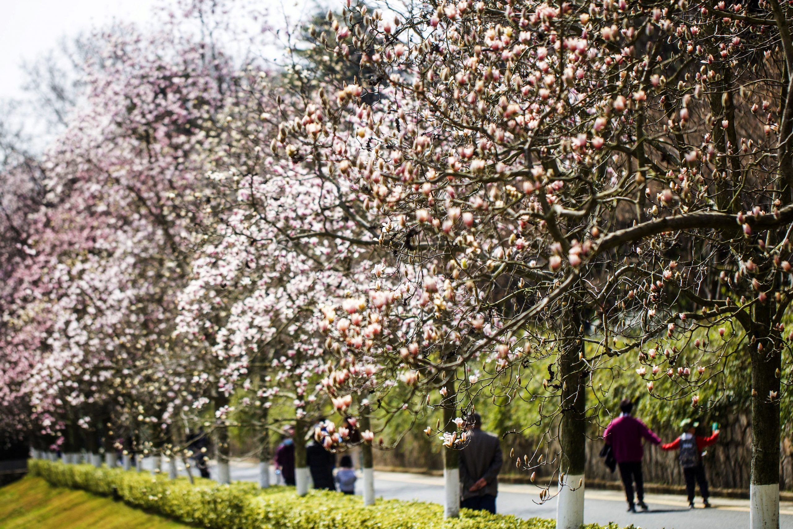 3月春暖花开 花海丛中赏花去
