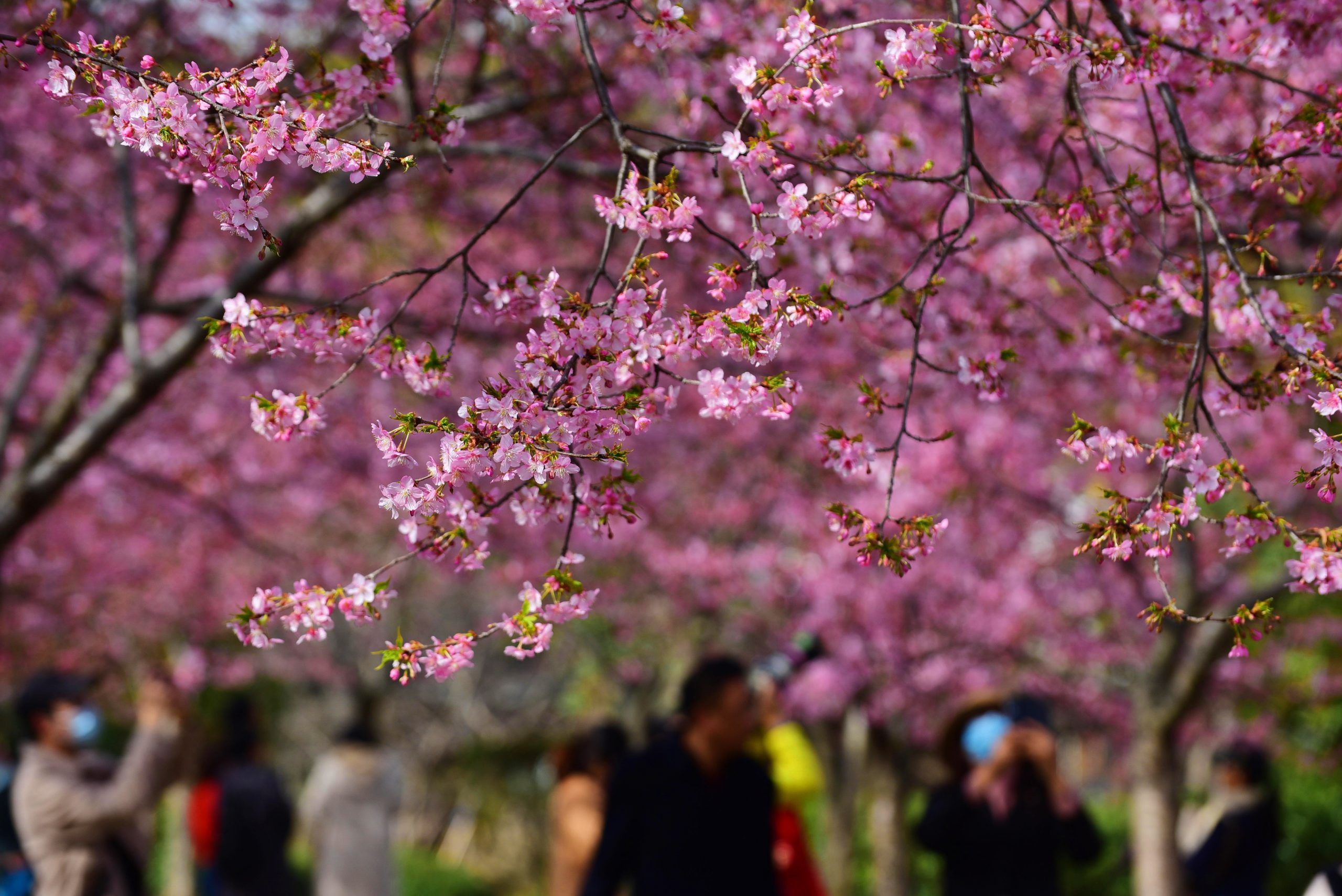 3月春暖花开 花海丛中赏花去