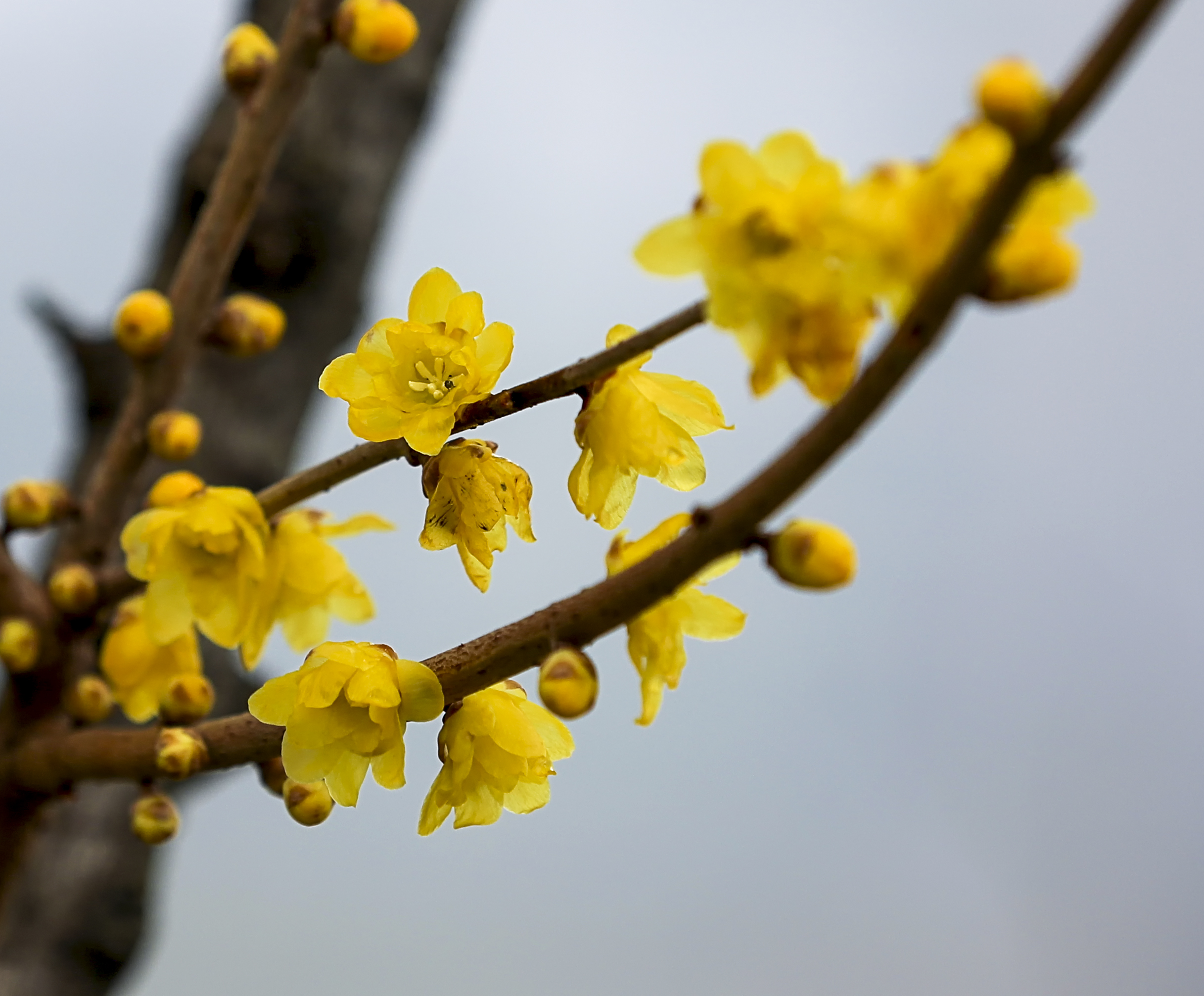 3月春暖花开 花海丛中赏花去