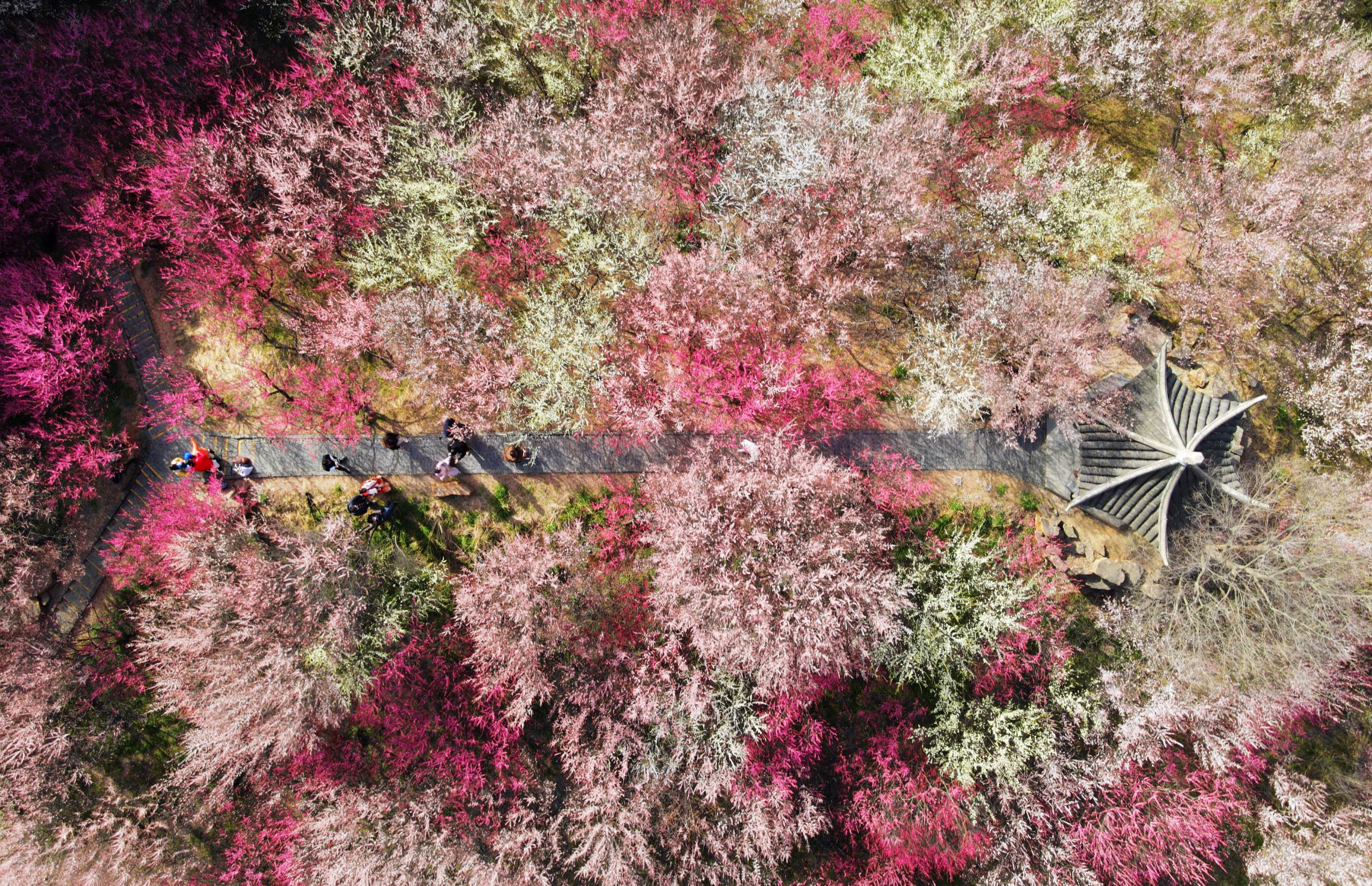 3月春暖花开 花海丛中赏花去