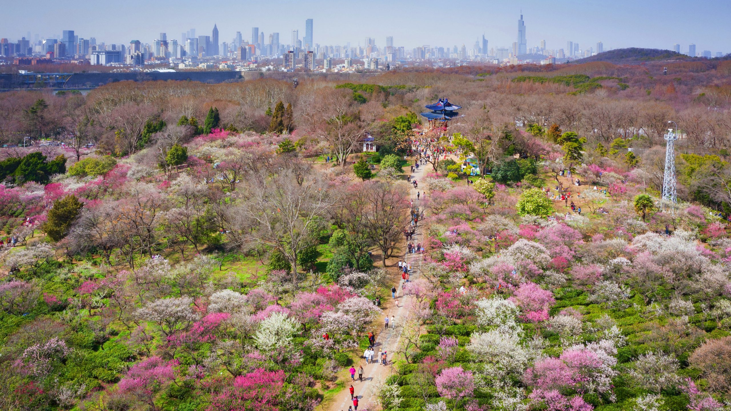 3月春暖花开 花海丛中赏花去