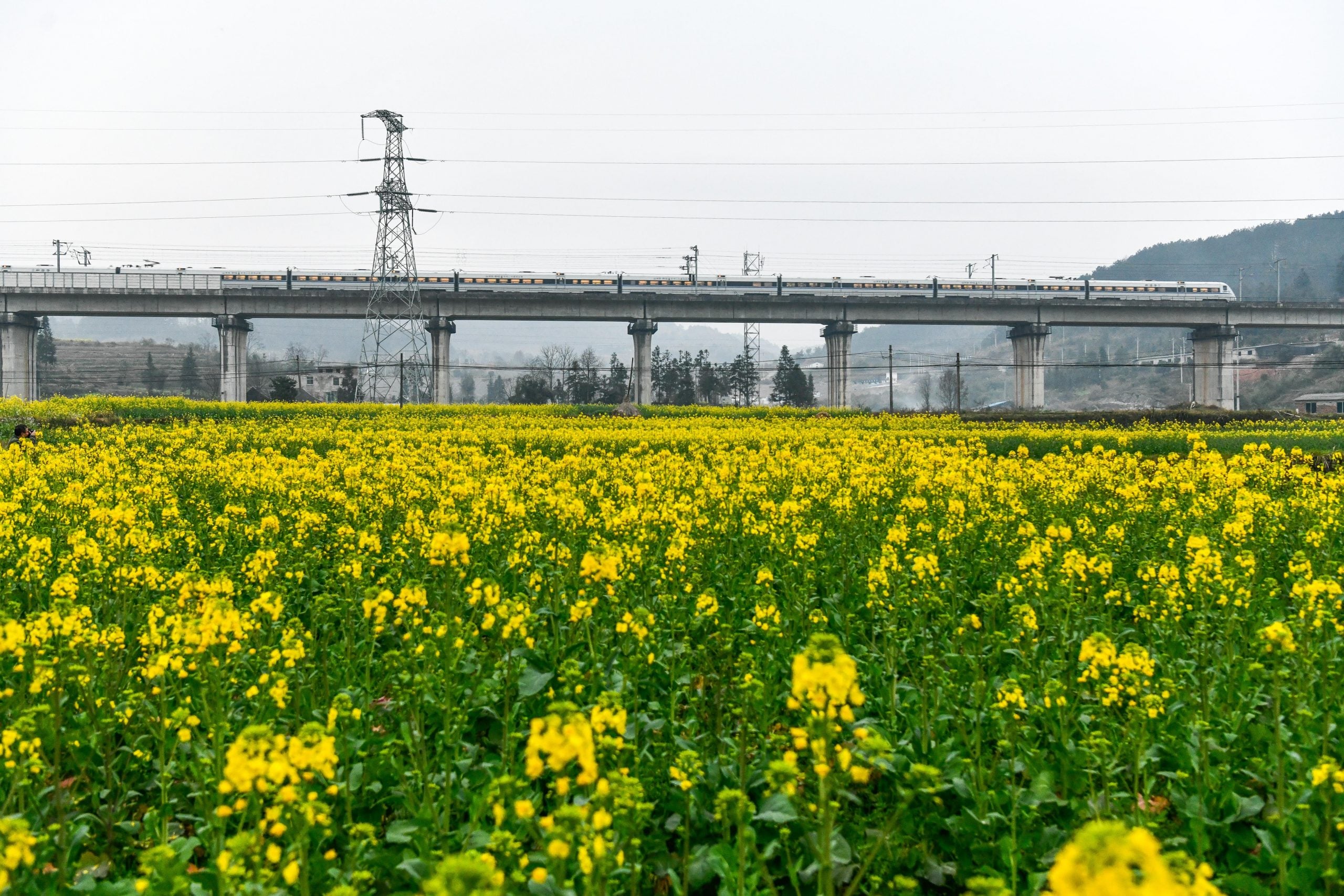 3月春暖花开 花海丛中赏花去