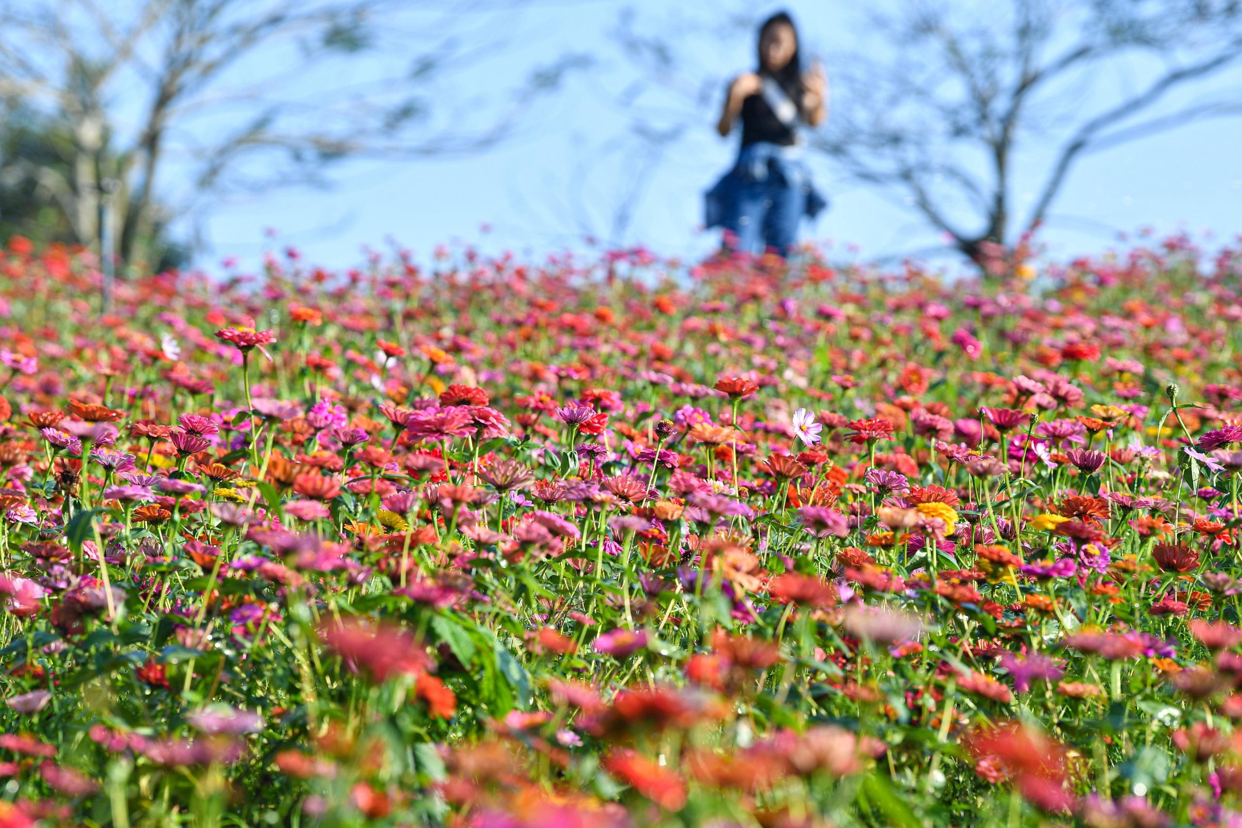 3月春暖花开 花海丛中赏花去