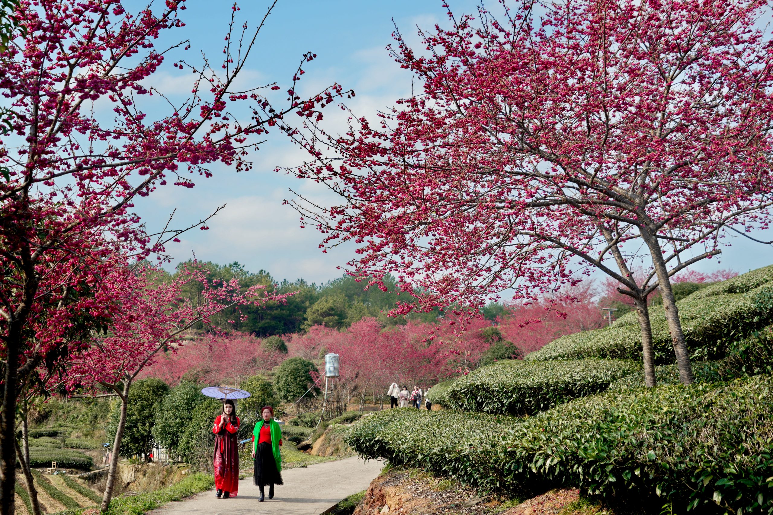 3月春暖花开 花海丛中赏花去