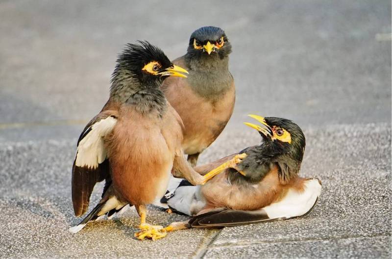 ​鸟界“俄乌战争”翻版 外来种家八哥打架笑翻鸟友