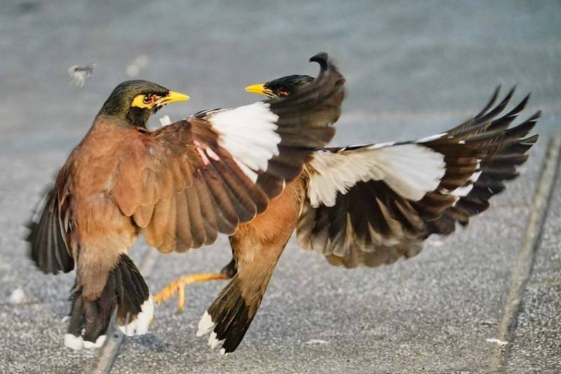 ​鸟界“俄乌战争”翻版 外来种家八哥打架笑翻鸟友