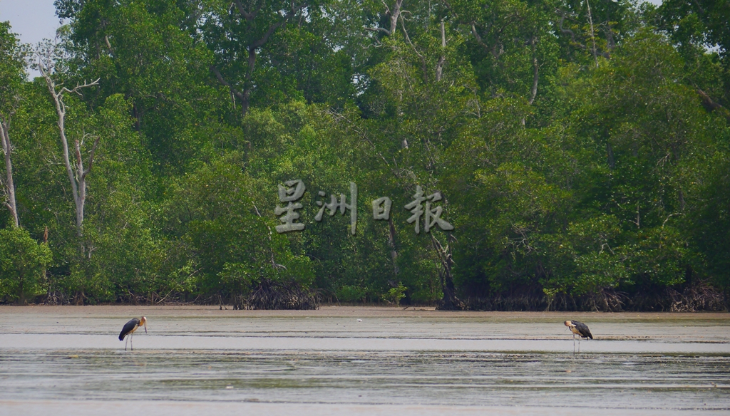 供星洲网：波德申无可发展土地，州政府料施“填海计划”；朱建华：言之过早