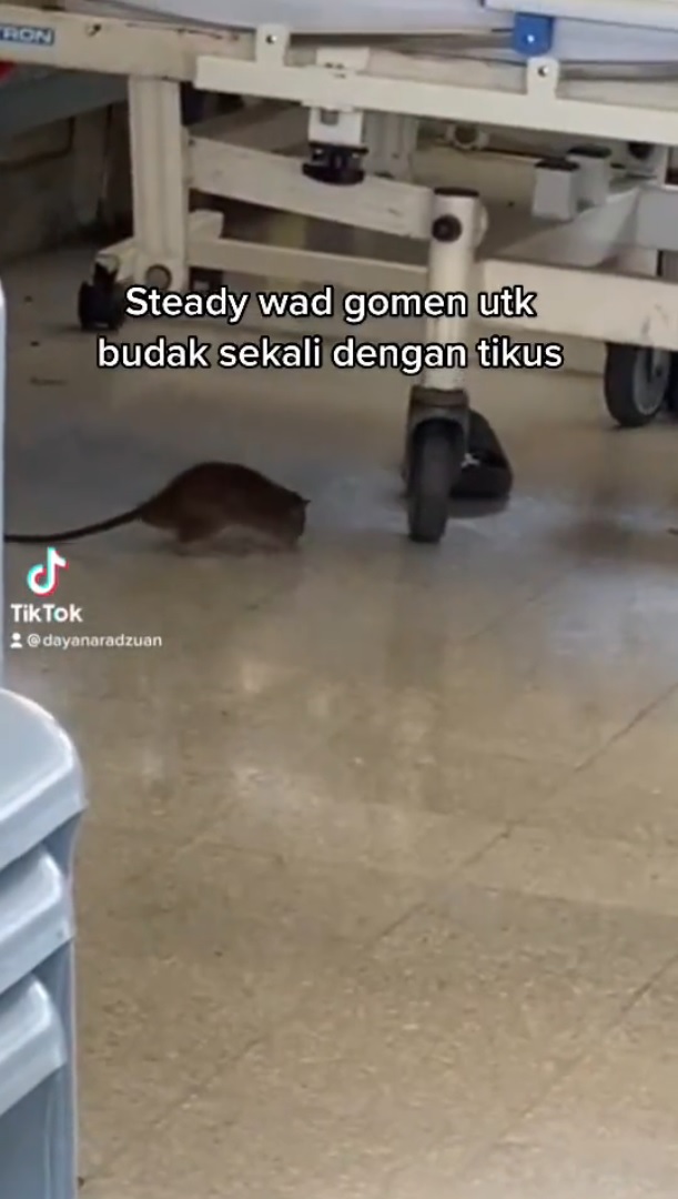 儿童病房现老鼠护士却不理·卫生局:增捕鼠器及收垃圾次数