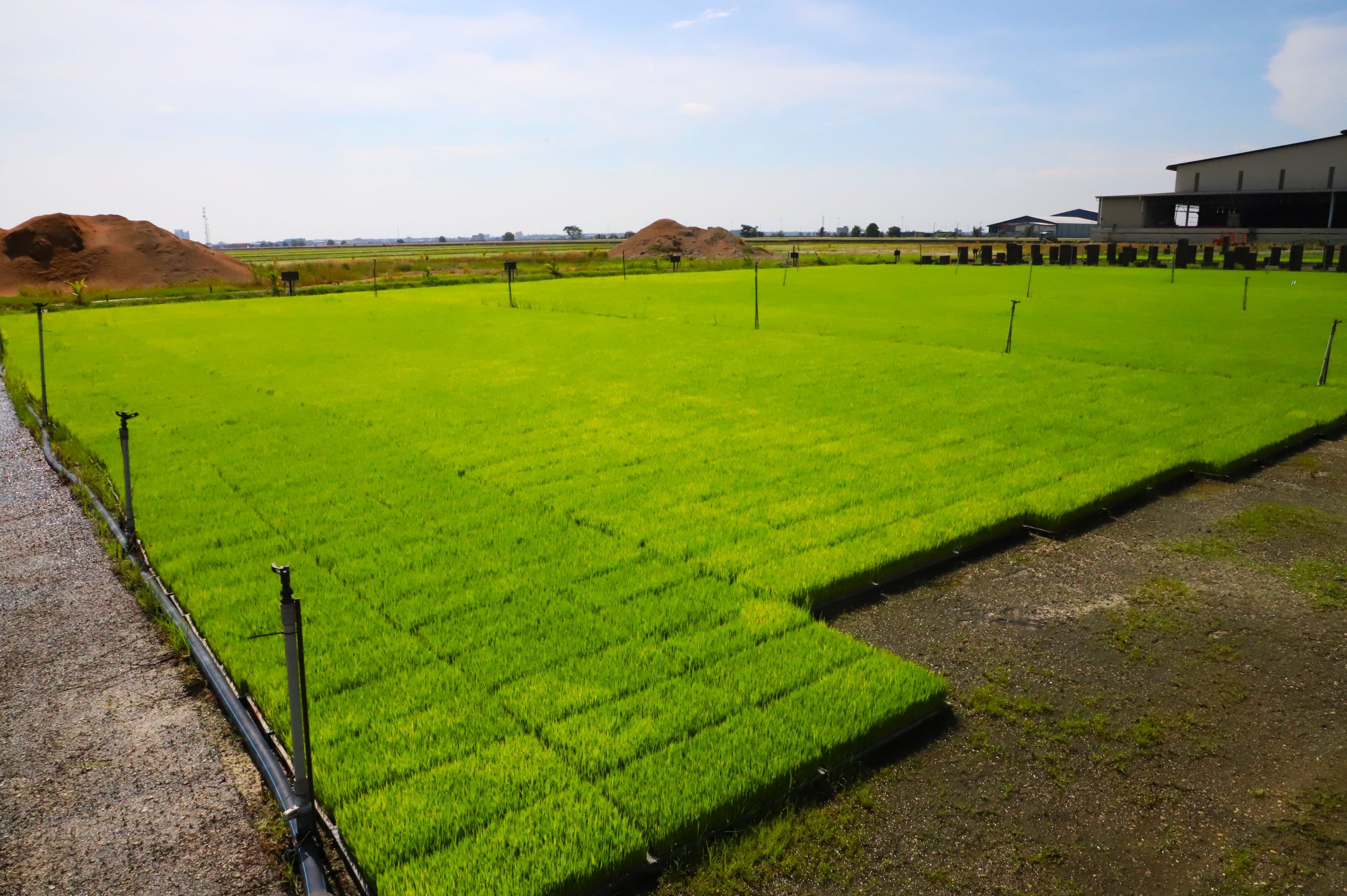 大都会/适耕庄开始插秧耕种