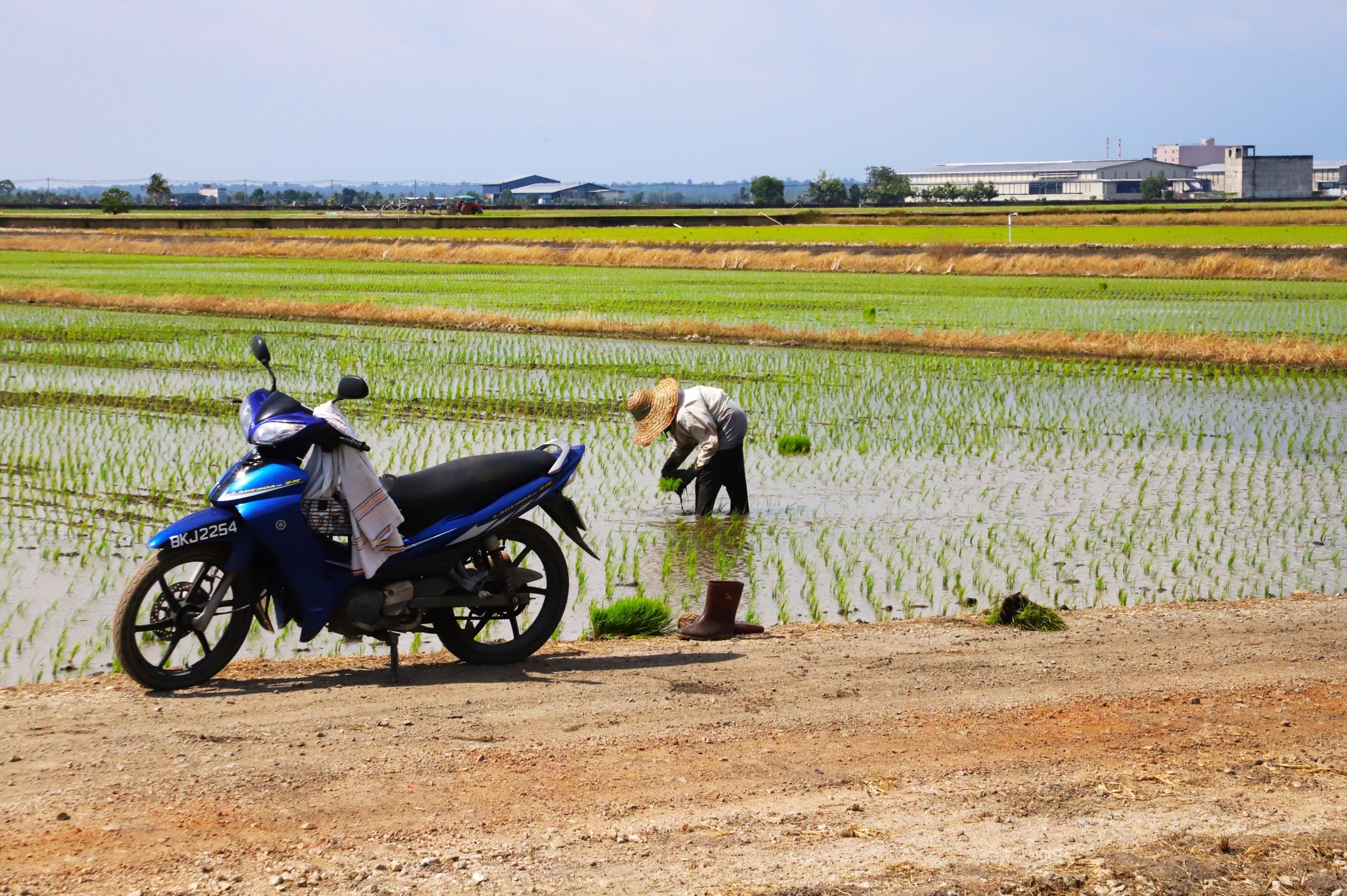大都会/适耕庄开始插秧耕种