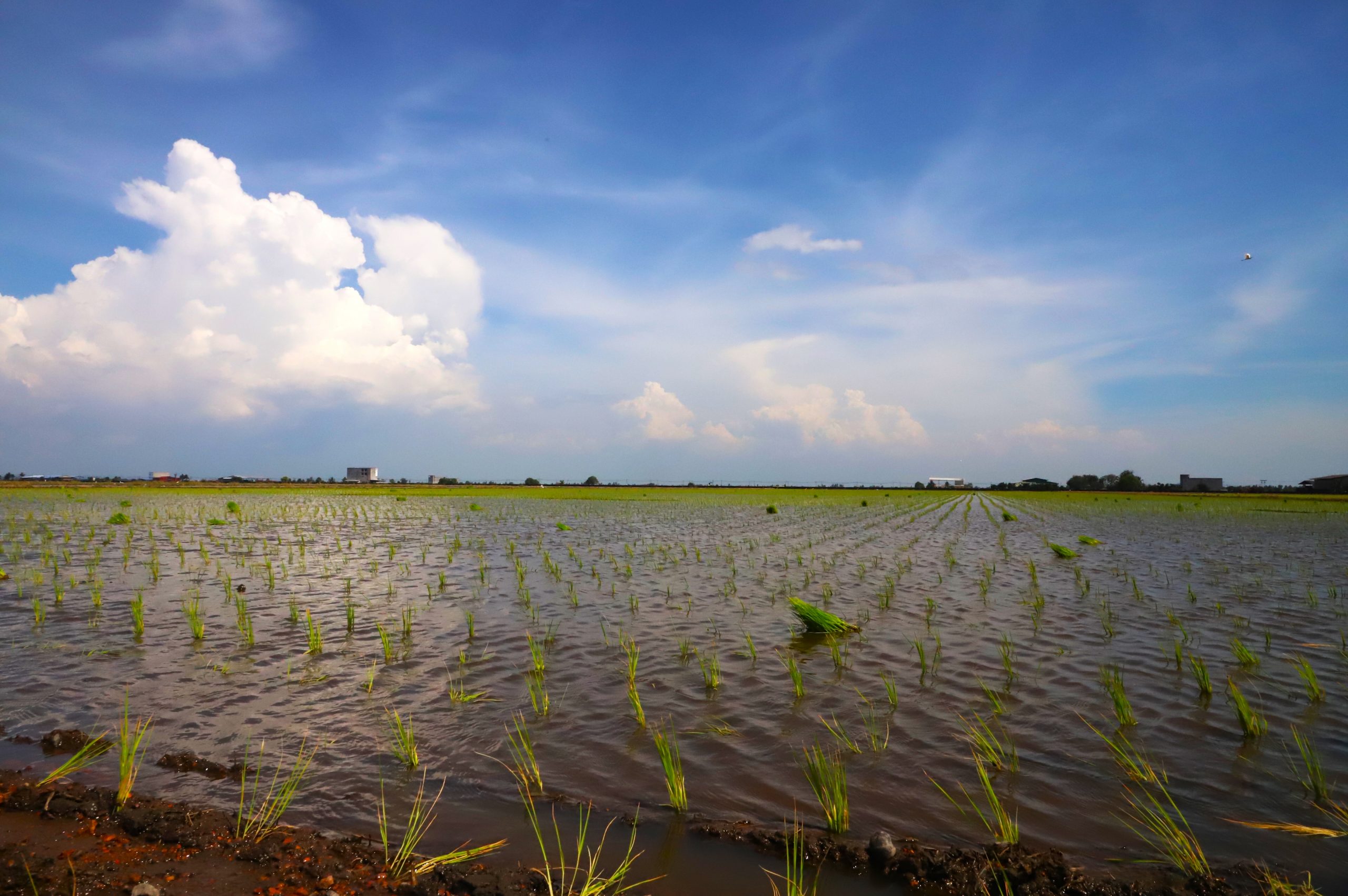 大都会/适耕庄开始插秧耕种