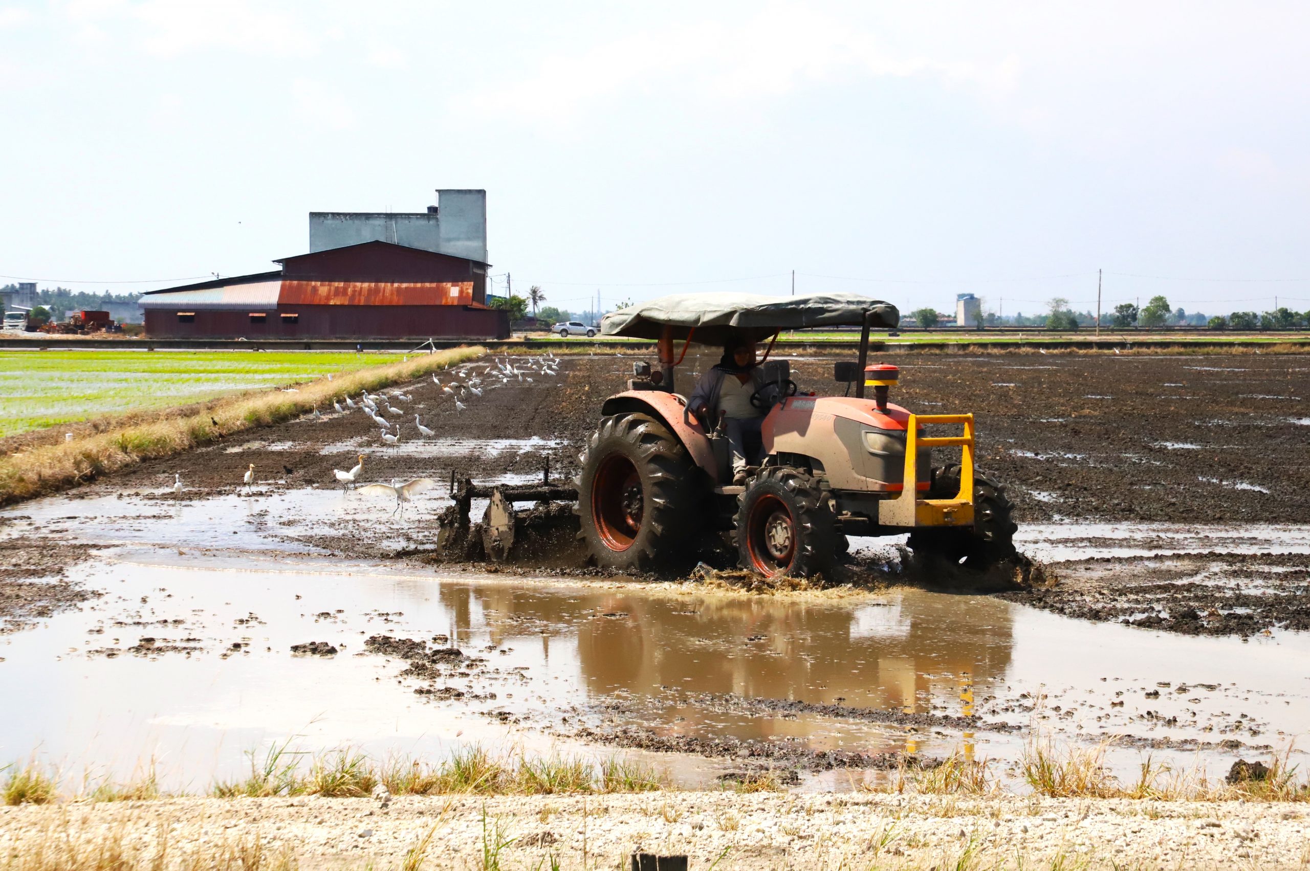 大都会/适耕庄开始插秧耕种