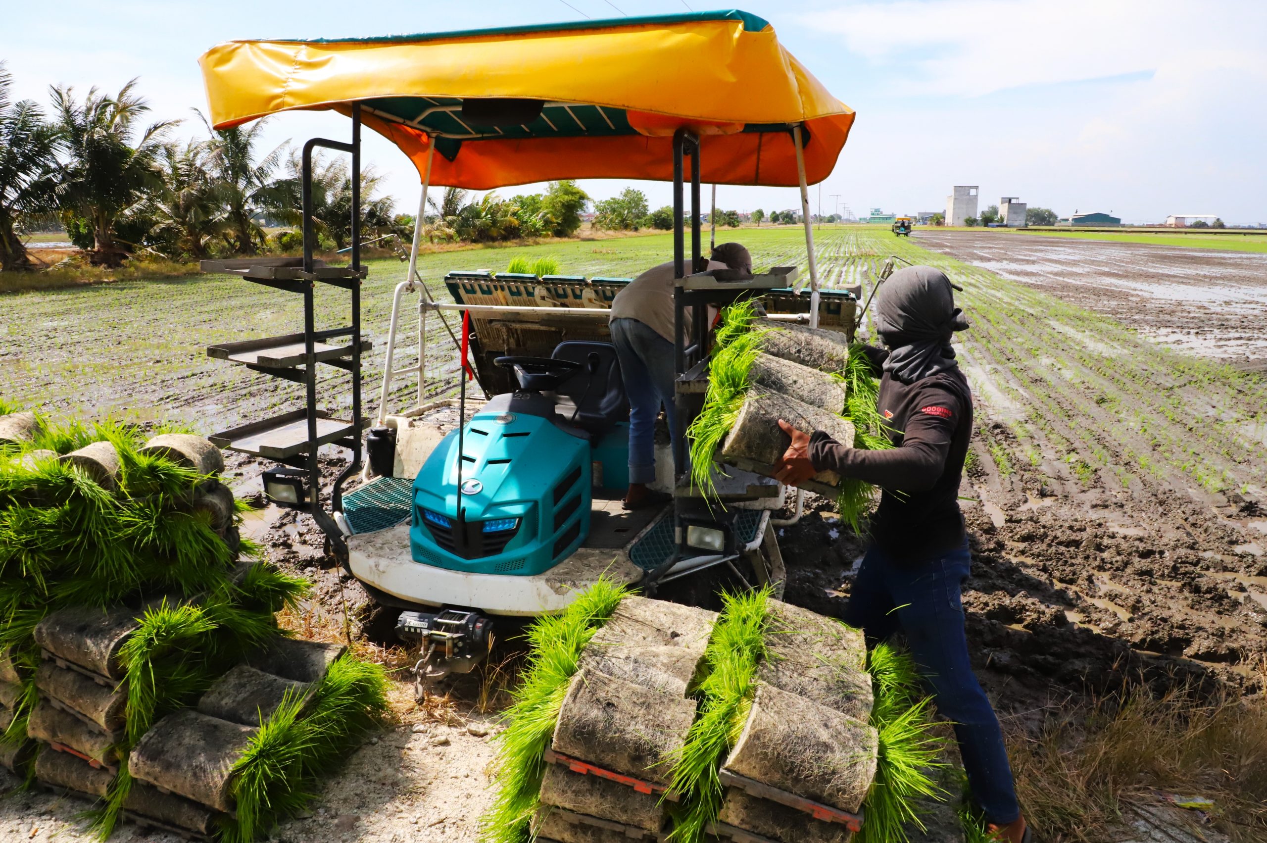 大都会/适耕庄开始插秧耕种