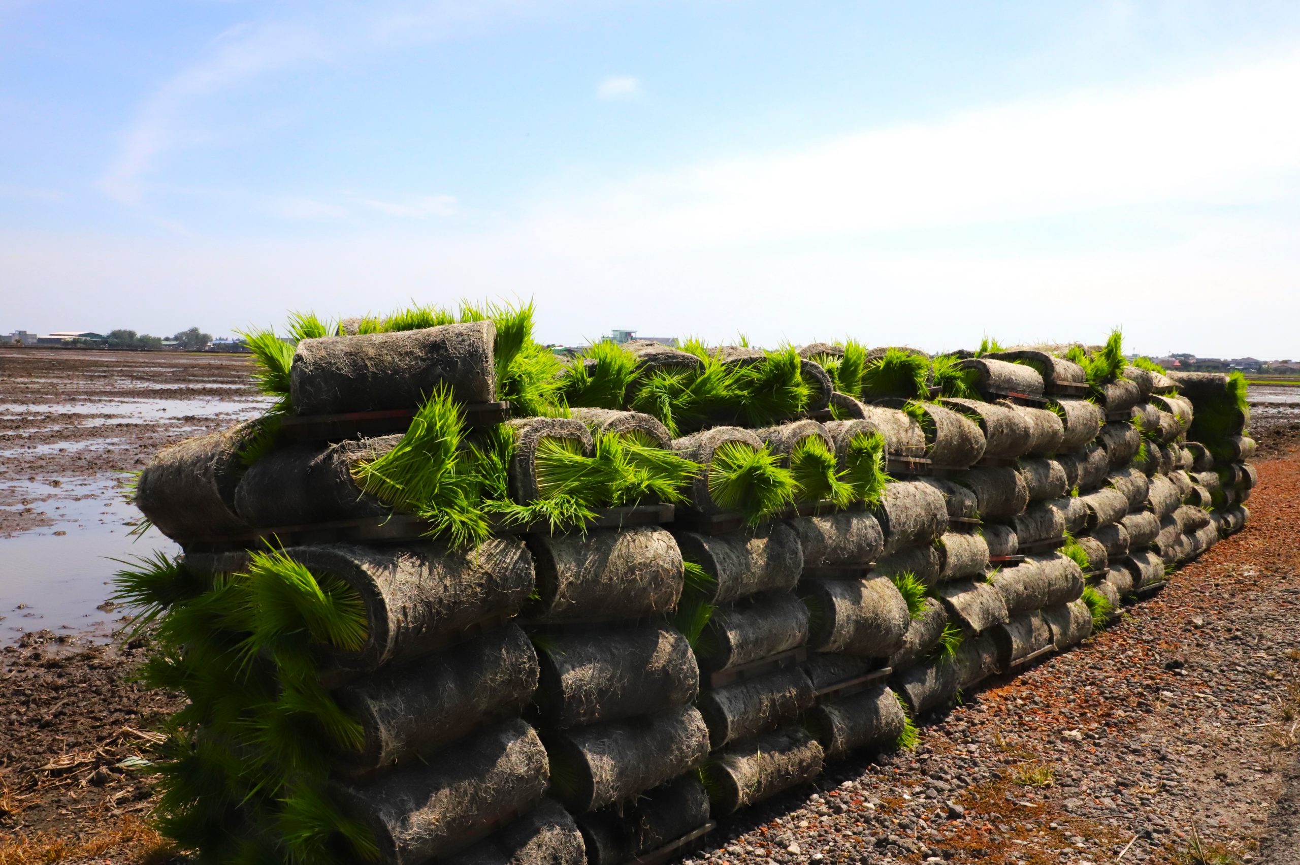 大都会/适耕庄开始插秧耕种