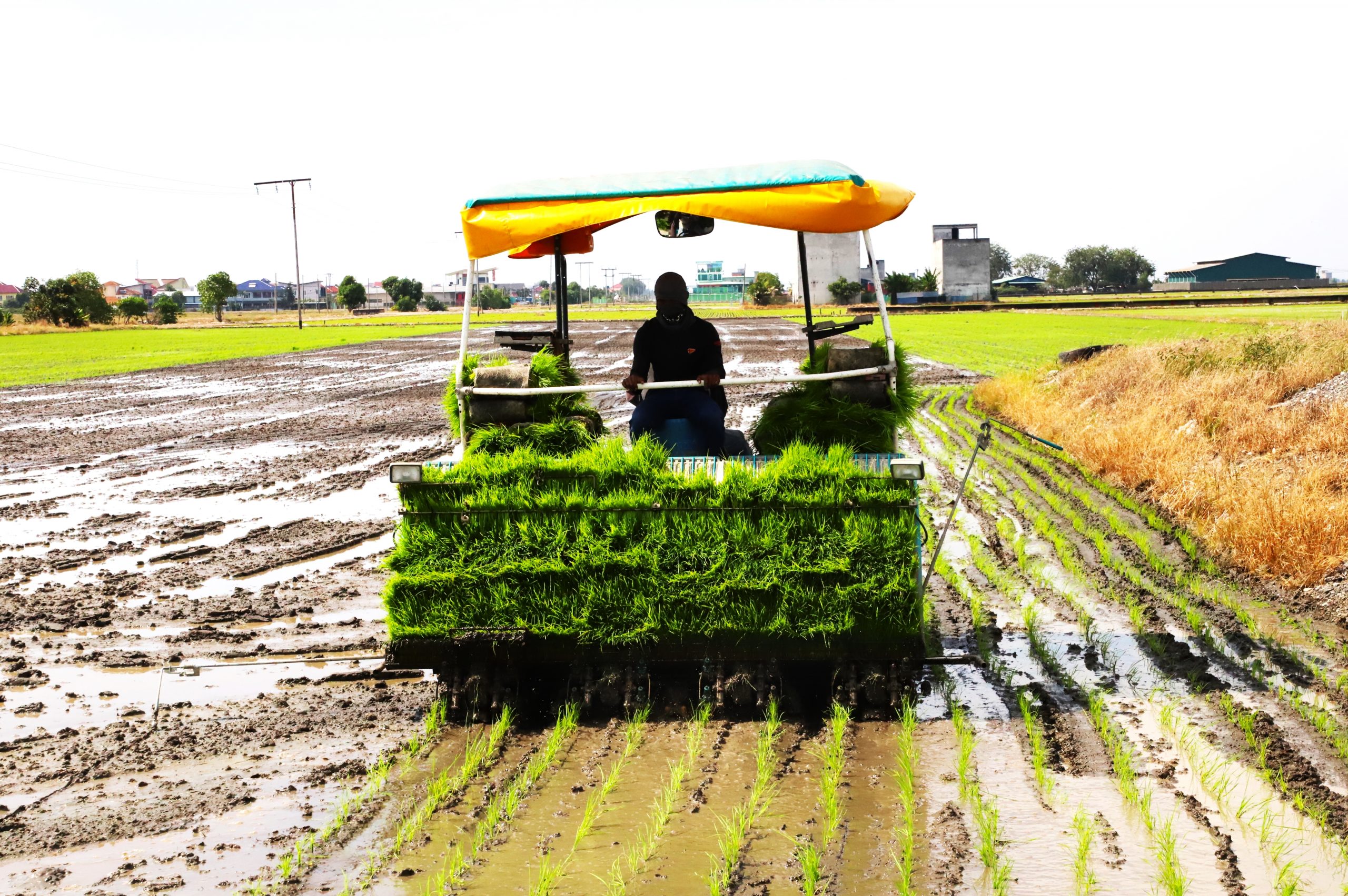 大都会/适耕庄开始插秧耕种