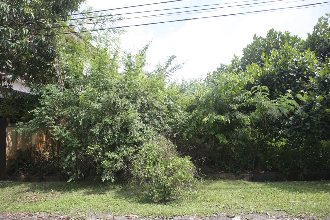 大霹雳时事焦点/霹8周96蚊症近打占55宗 昆仑喇叭巴占各2疫区