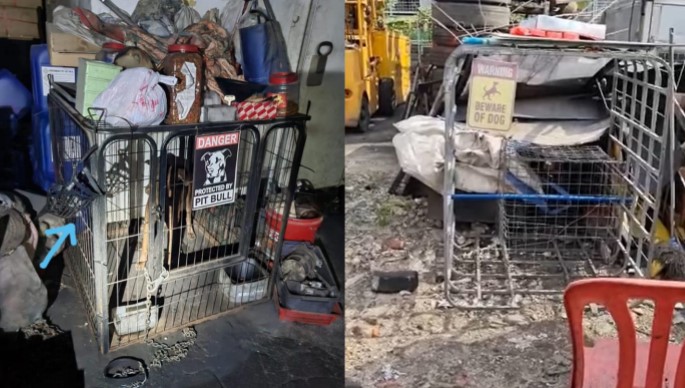 将狗锁在狭小不通风铁笼 狗主自称私会党员不怕当局