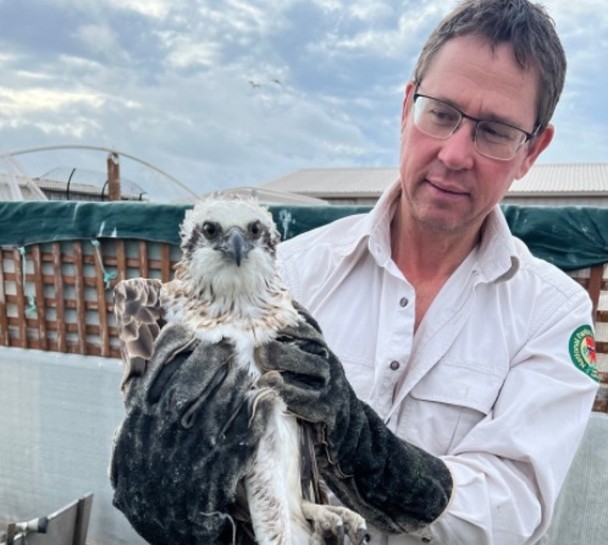 拼盘2图/稀有鱼鹰倒挂天线塔获救 装追踪器助保育