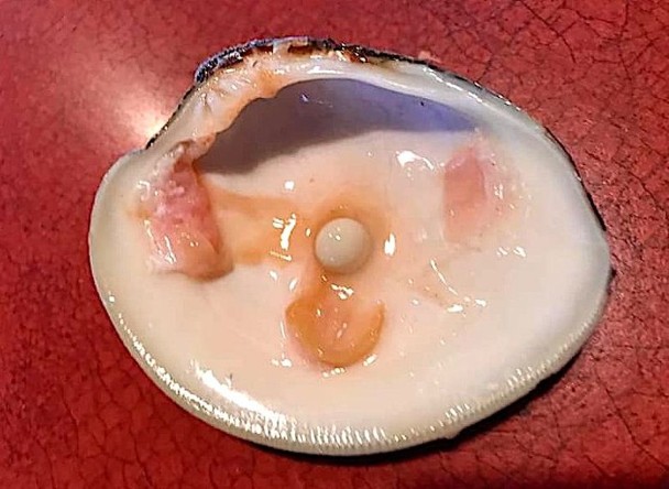 拼盘／夫妻吃蚬发现珍珠　琥珀婚晚餐喜发小财