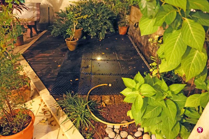 水獭再闯私宅 咬死鲤鱼罗汉鱼