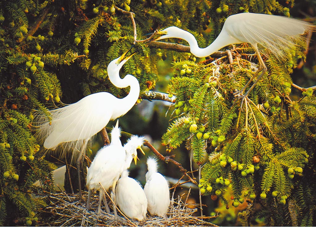 江西南昌象山森林公园 隐身城市里的白鹭王国
