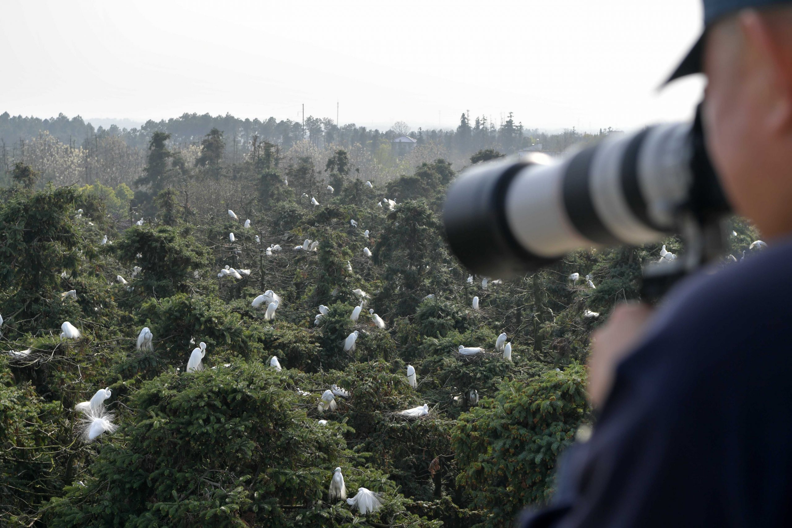 江西南昌象山森林公园 隐身城市里的白鹭王国