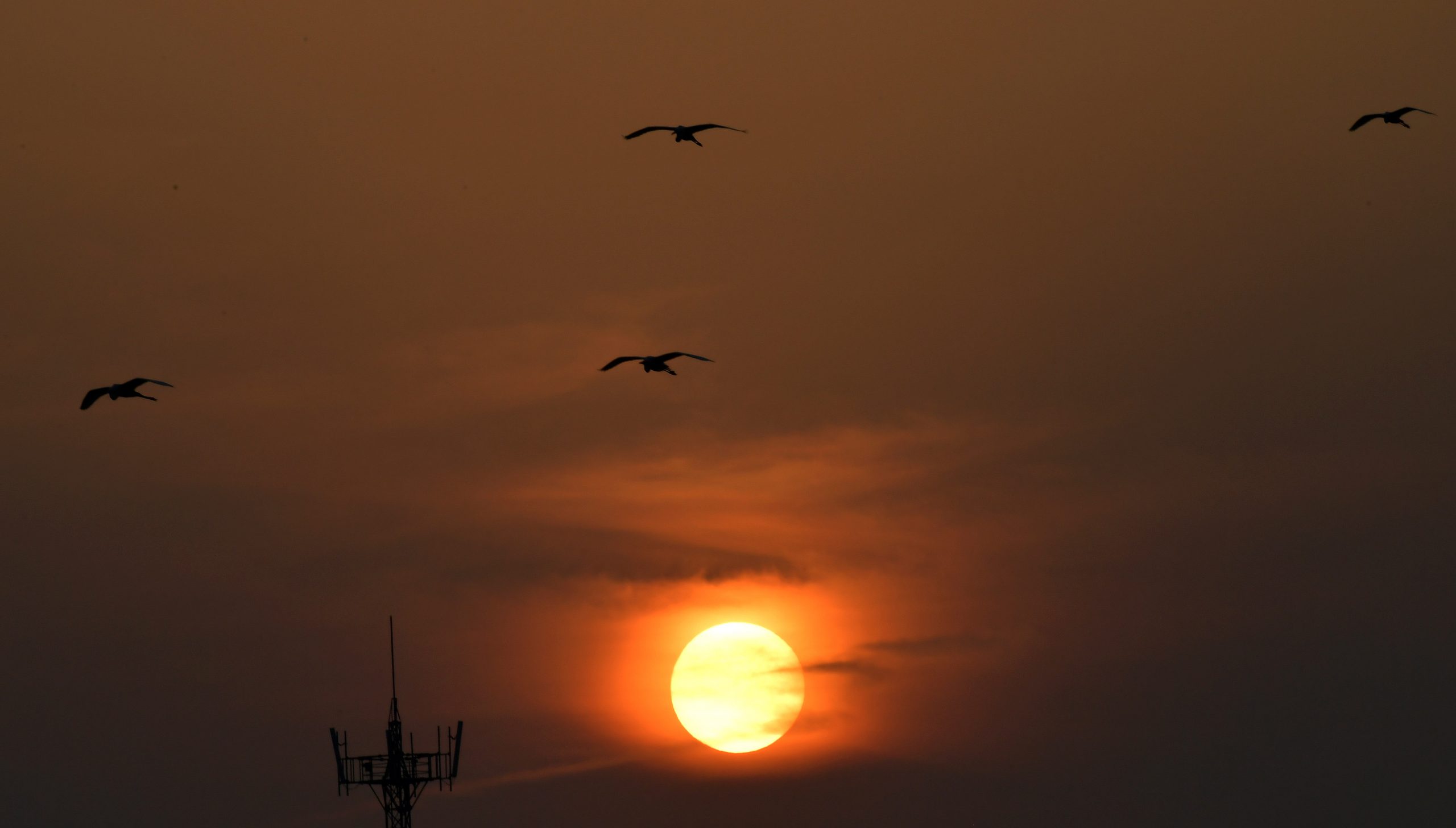 江西南昌象山森林公园 隐身城市里的白鹭王国