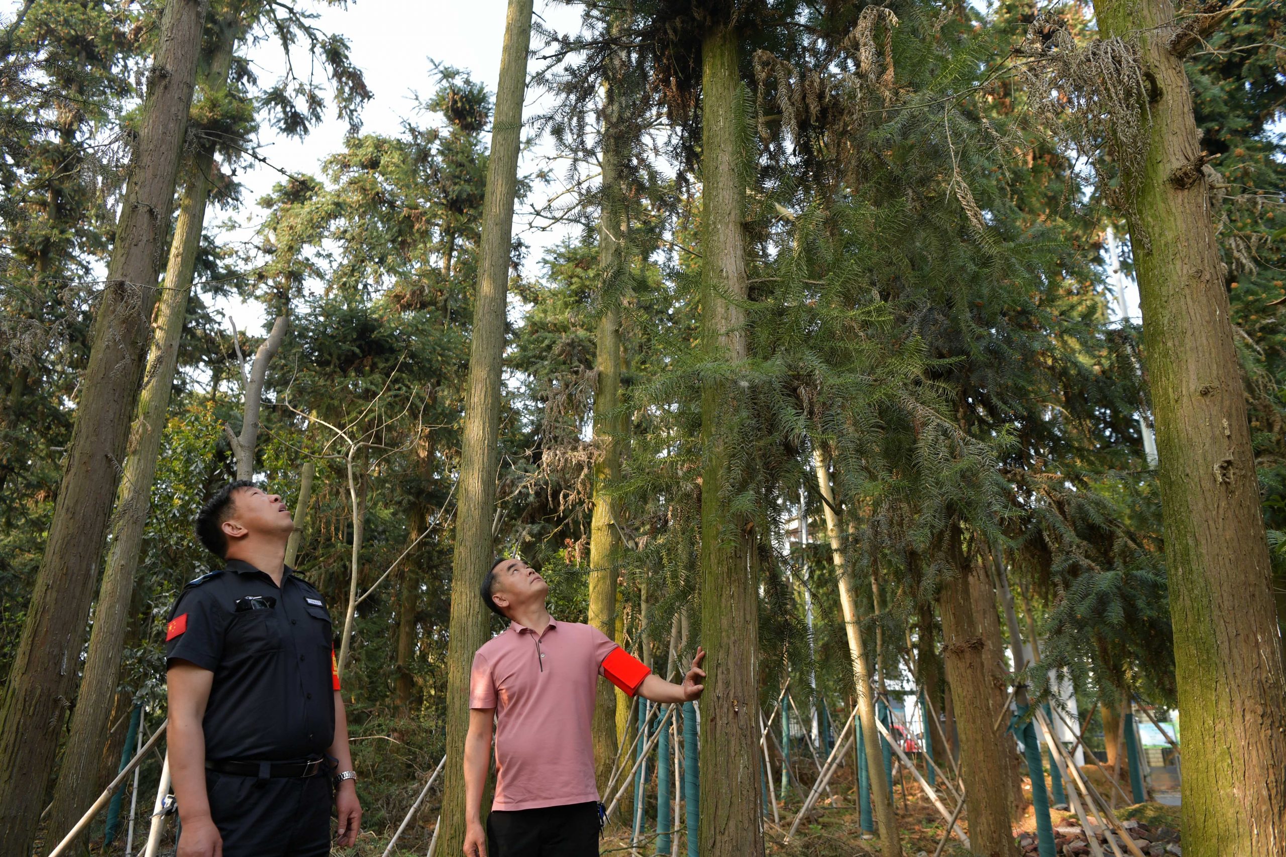 江西南昌象山森林公园 隐身城市里的白鹭王国