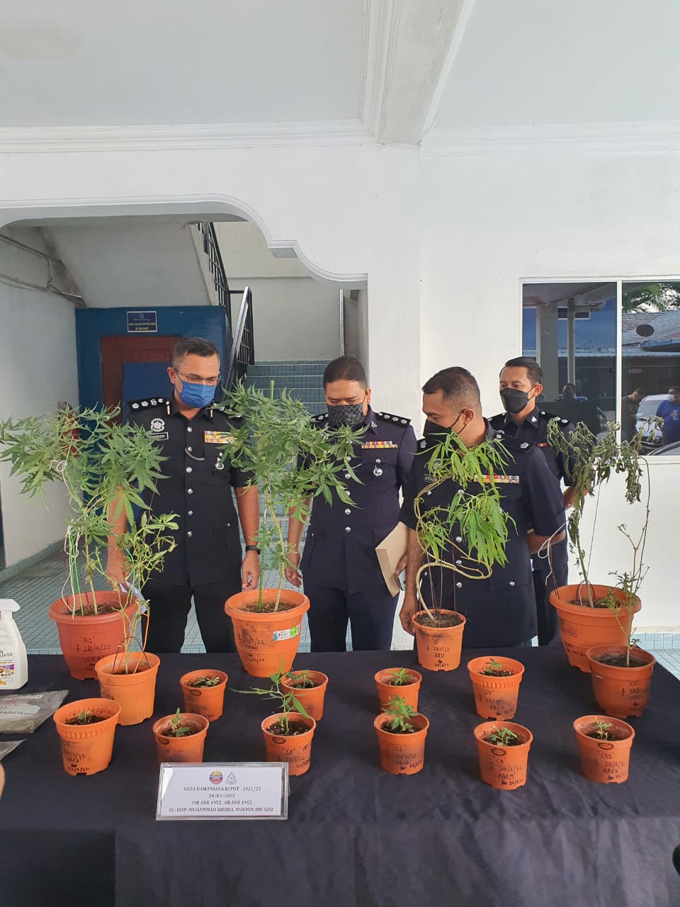 涉毒十年 前宗教歌手公寓种大麻自用被捕