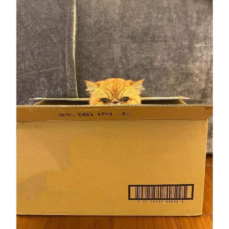 爱猫患癌末期只剩半年命 陈乔恩心痛但不放弃治疗