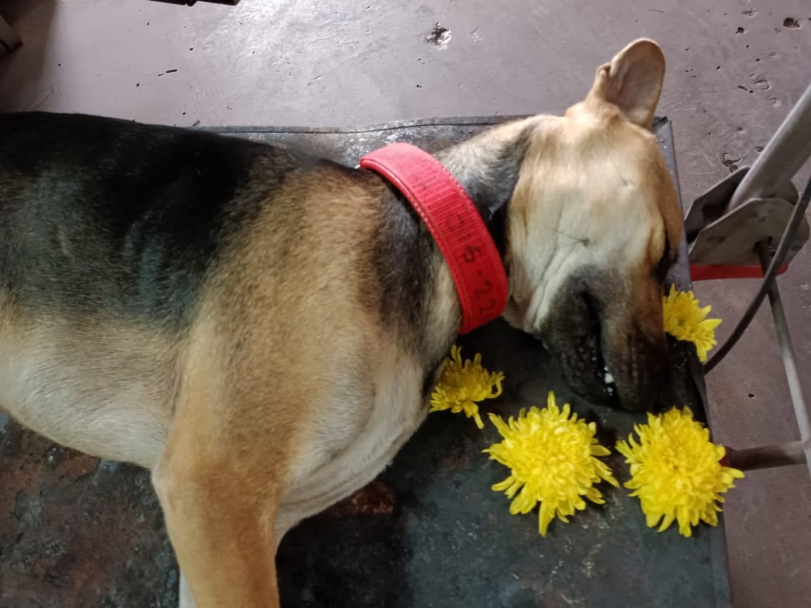 独家|疑冷血邻居下毒 女子:“20年来饲养的所有宠物都被毒死”