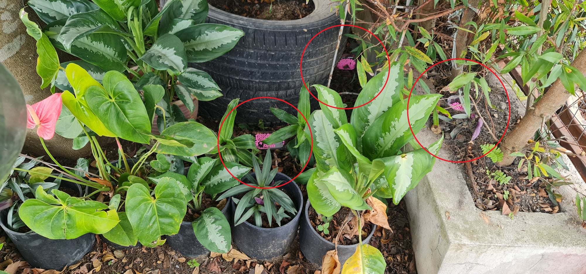 独家|疑冷血邻居下毒 女子:“20年来饲养的所有宠物都被毒死”