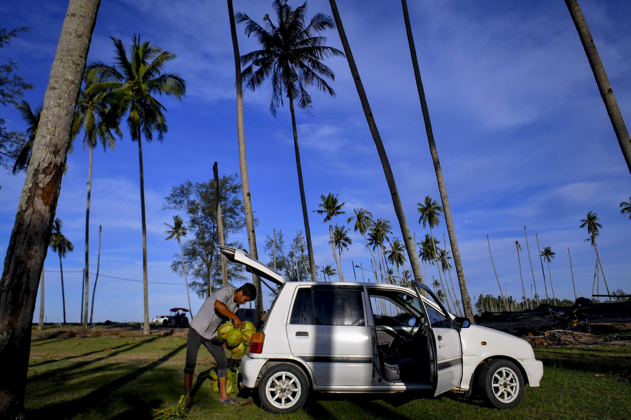 登嘉楼少年动作敏捷 赤脚空拳上树采椰子