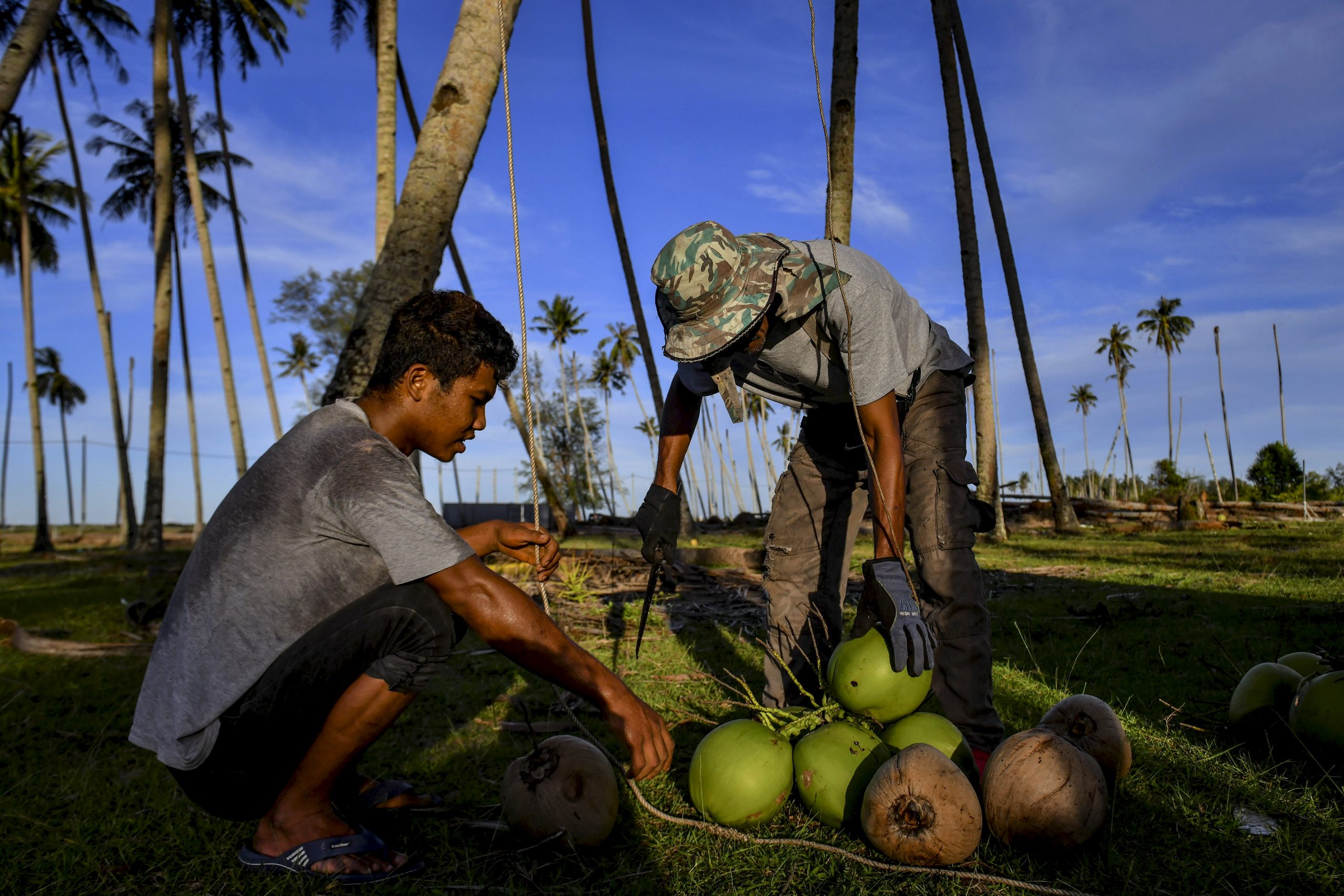 登嘉楼少年动作敏捷 赤脚空拳上树采椰子
