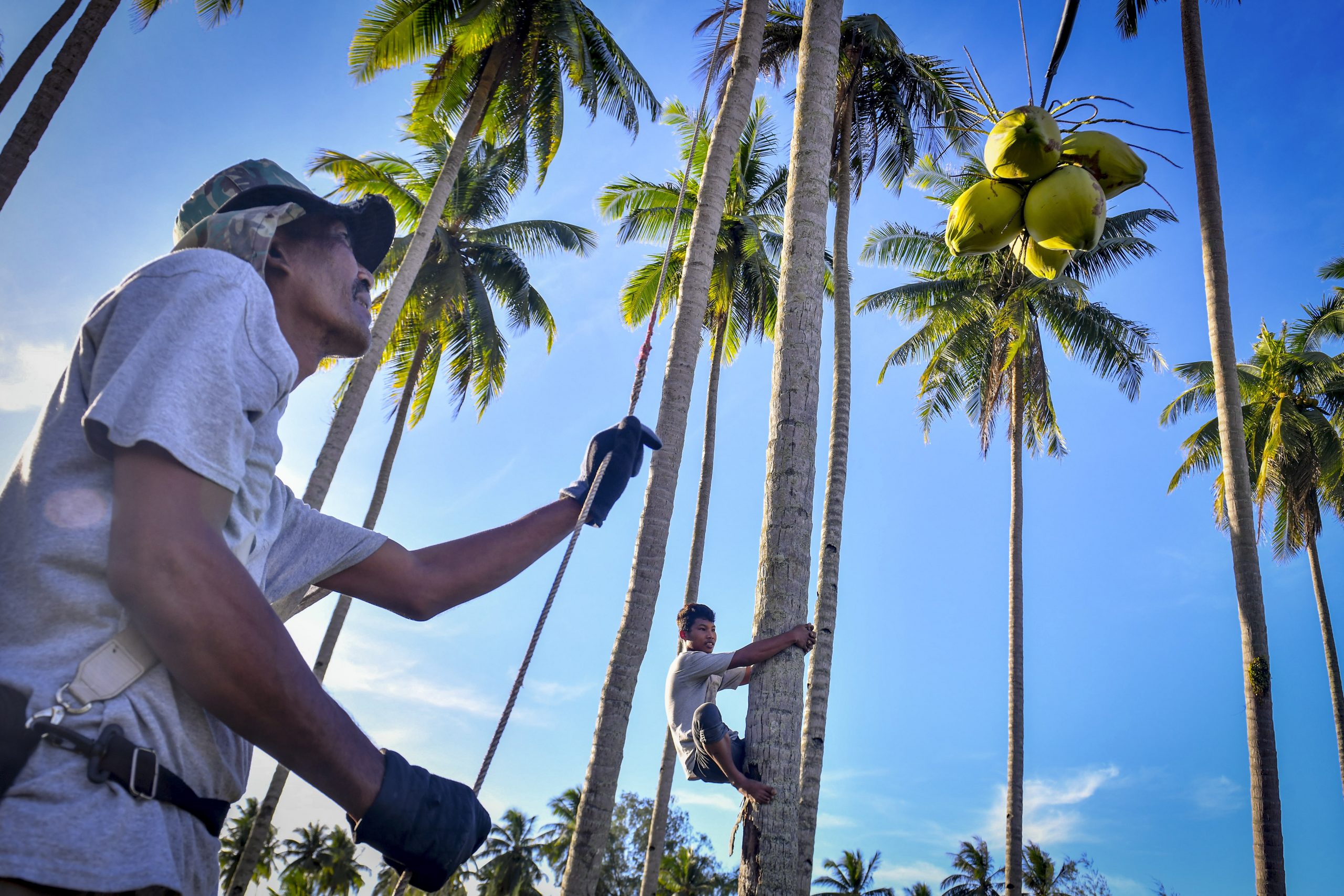 登嘉楼少年动作敏捷 赤脚空拳上树采椰子