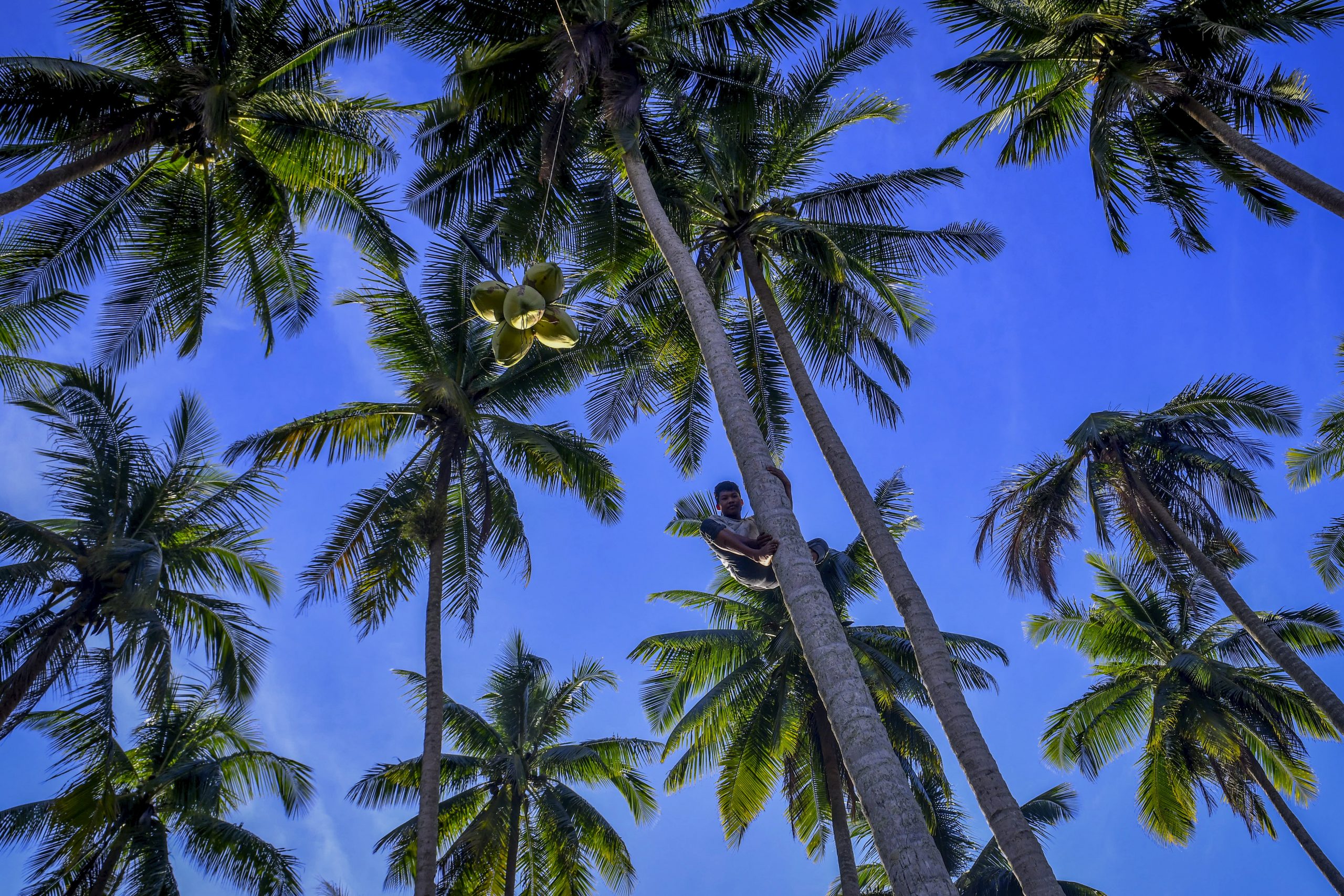 登嘉楼少年动作敏捷 赤脚空拳上树采椰子