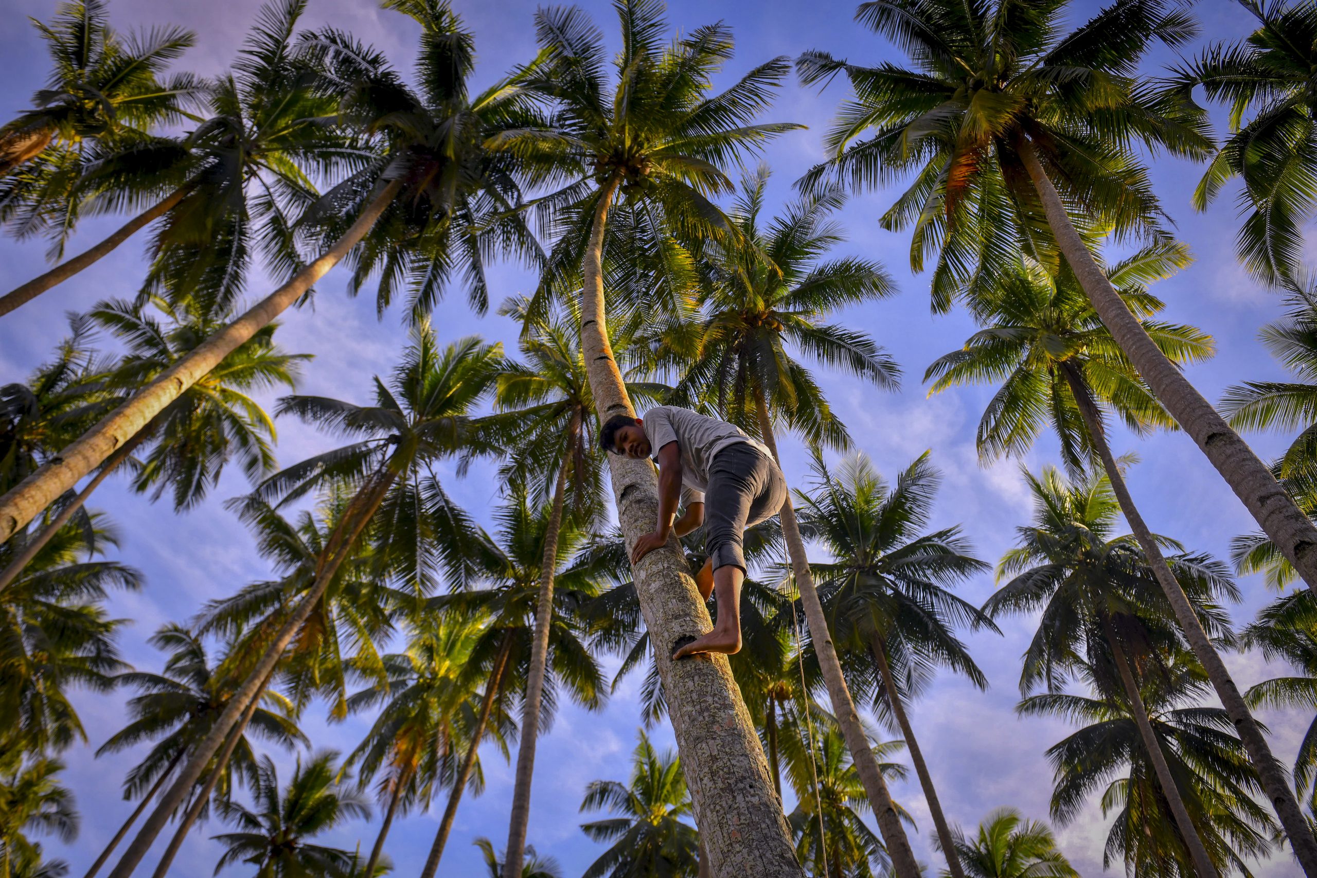 登嘉楼少年动作敏捷 赤脚空拳上树采椰子