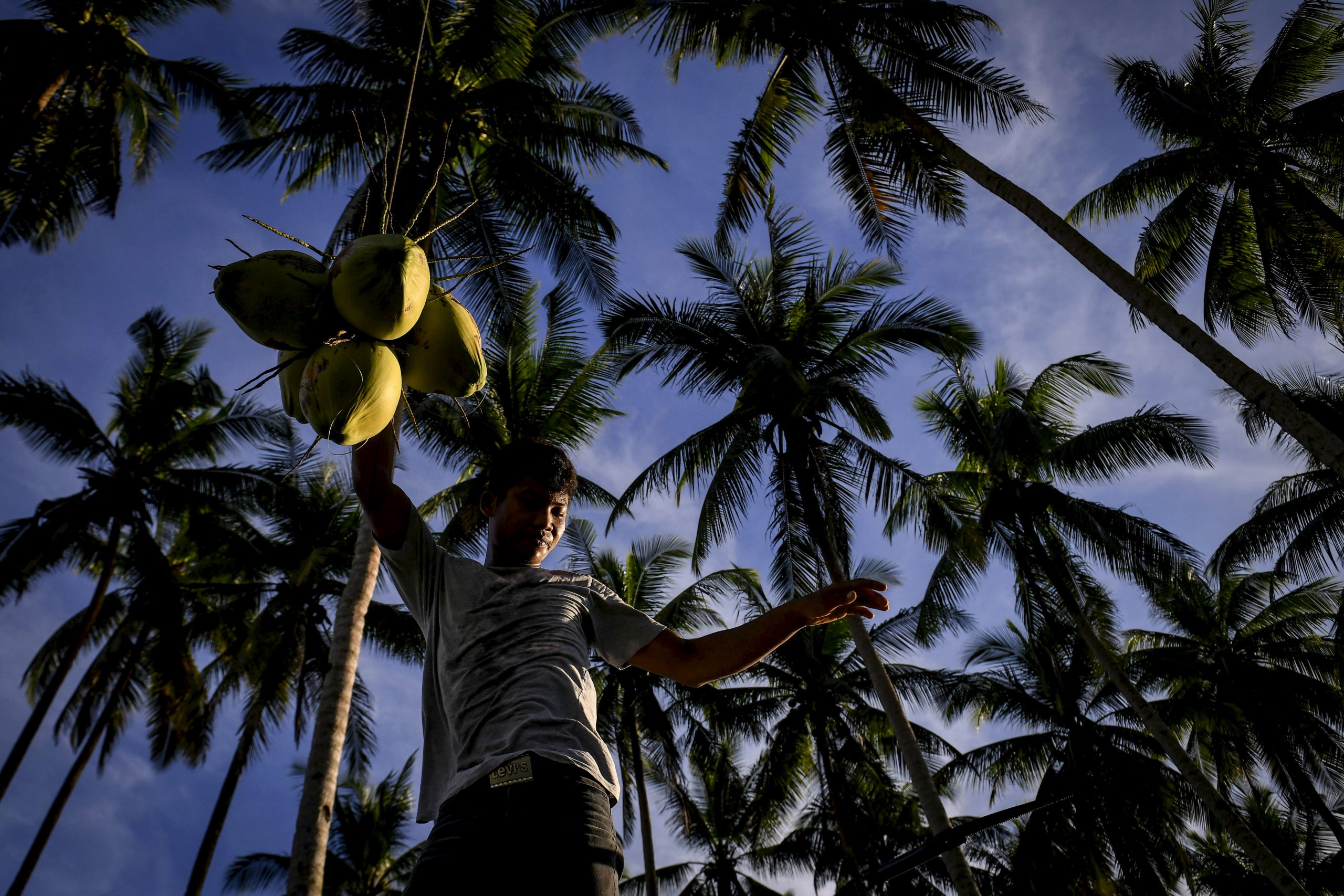 登嘉楼少年动作敏捷 赤脚空拳上树采椰子