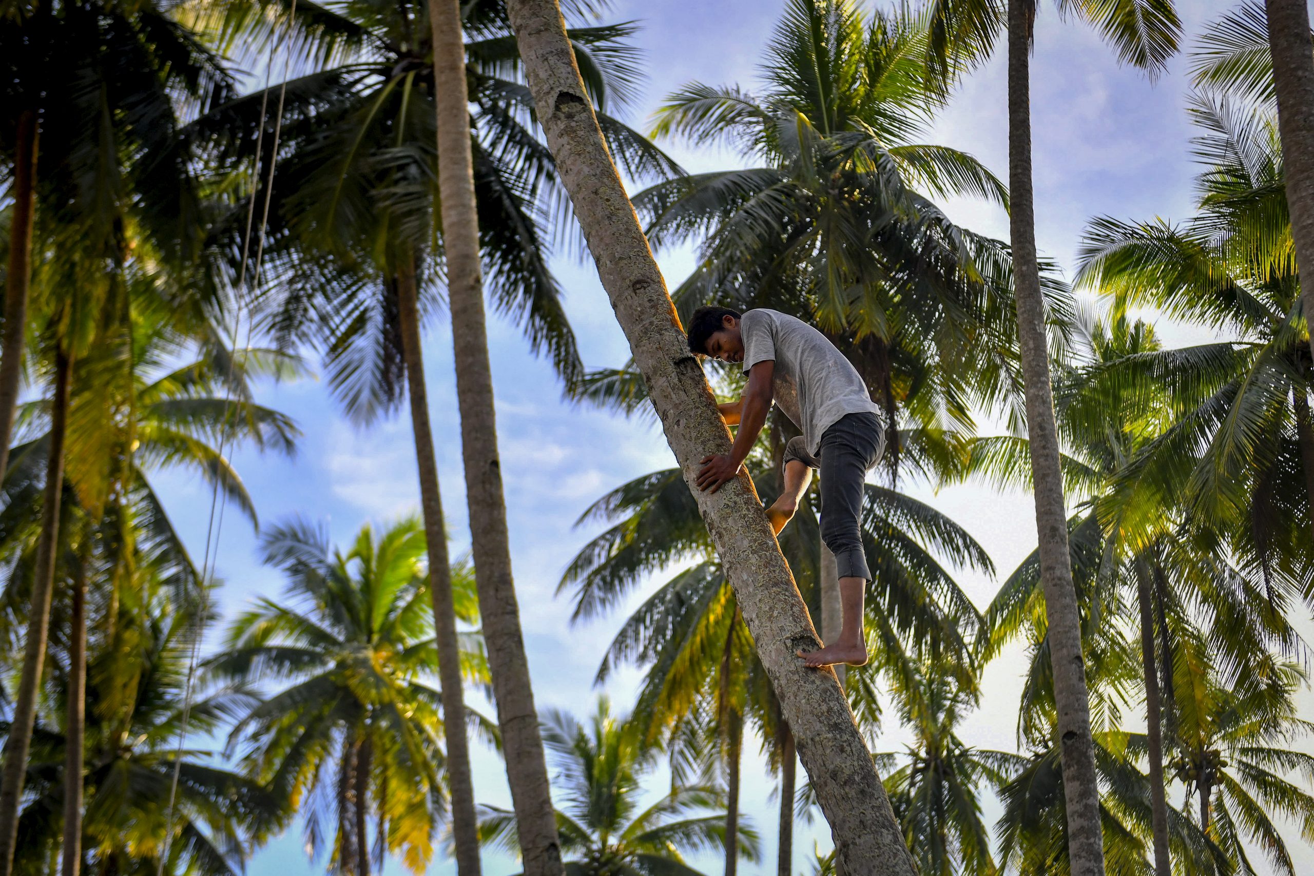 登嘉楼少年动作敏捷 赤脚空拳上树采椰子