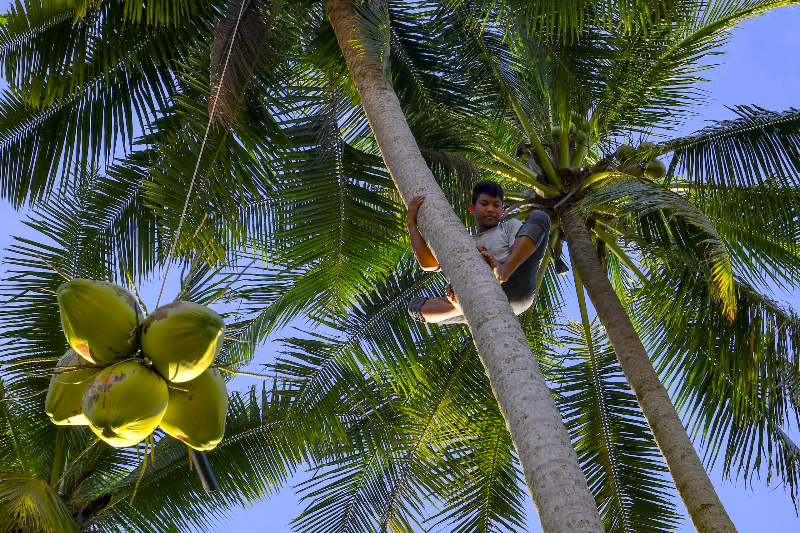 登嘉楼少年动作敏捷 赤脚空拳上树采椰子