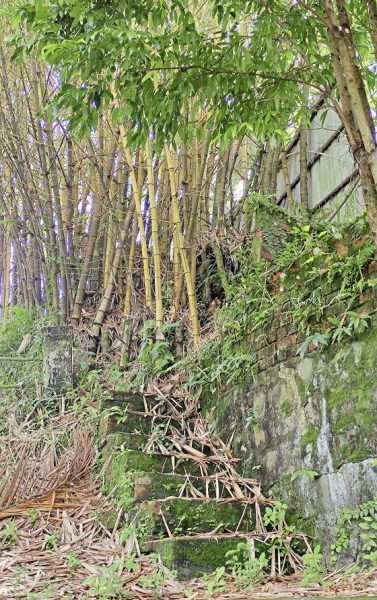 蔡羽／老竹庐里飘出咖啡香