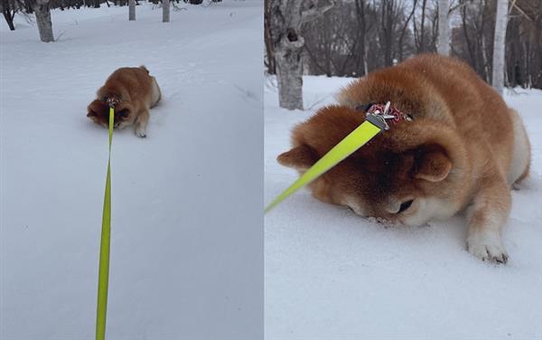 视频|柴犬“春瑠”不想回家 “鼻插雪里”誓死抵抗